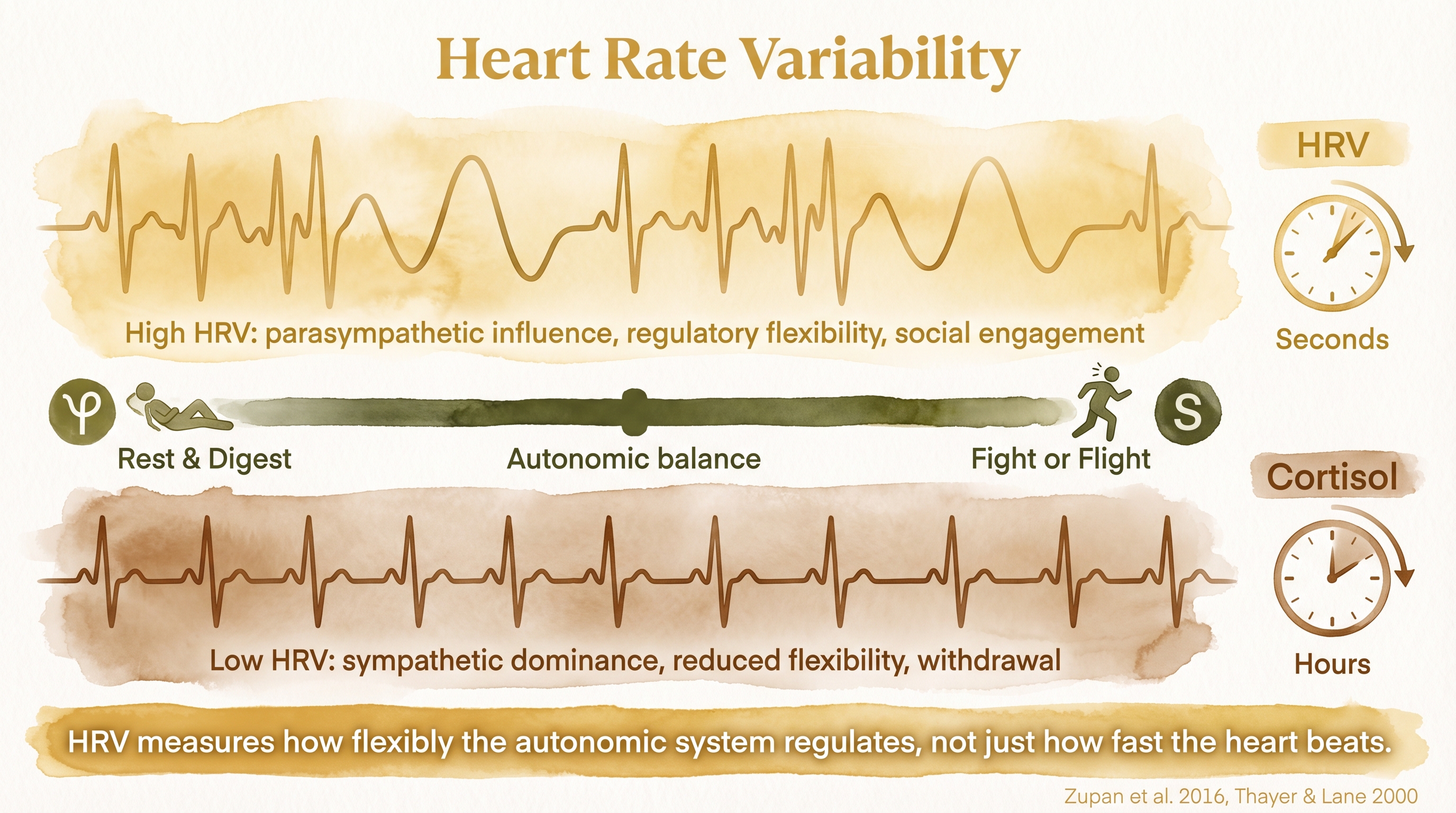 Infographic: Heart rate variability as stress marker showing vagal tone and autonomic balance - Just Behaving Wiki