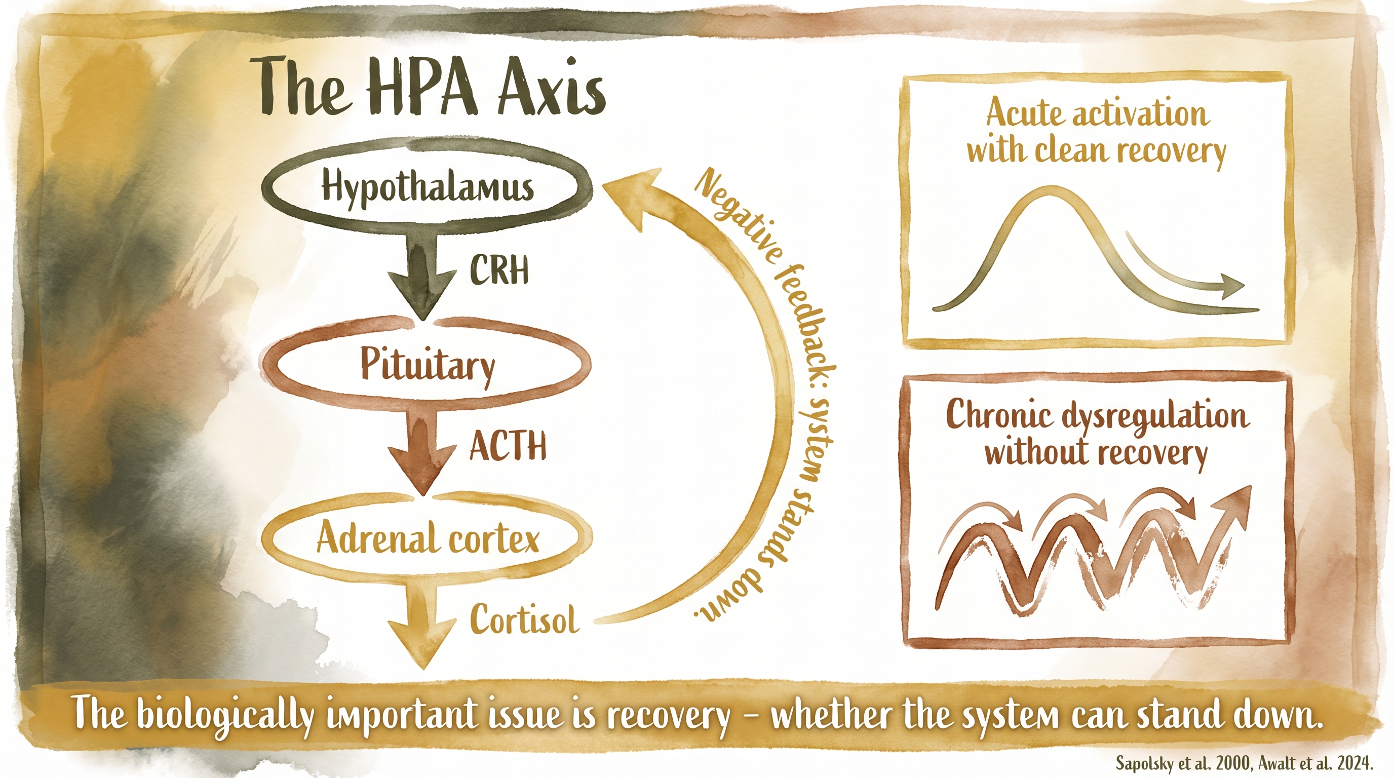 Infographic: HPA axis in dogs showing hypothalamic-pituitary-adrenal stress response cascade - Just Behaving Wiki