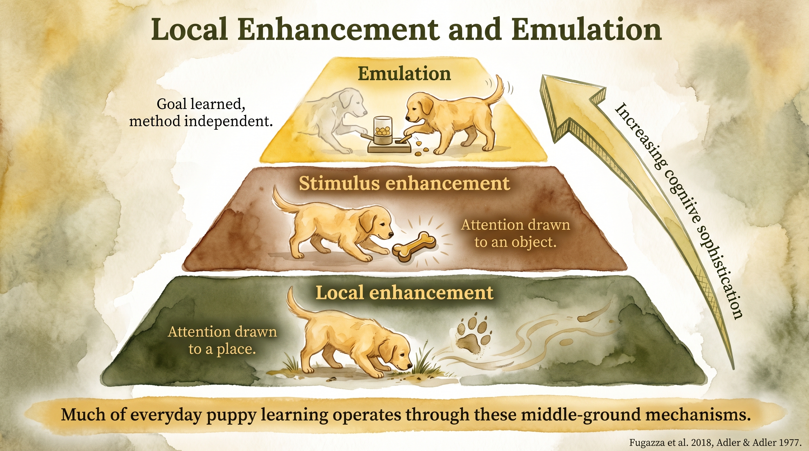 Infographic: Local enhancement and emulation showing attention-directing social learning mechanisms - Just Behaving Wiki