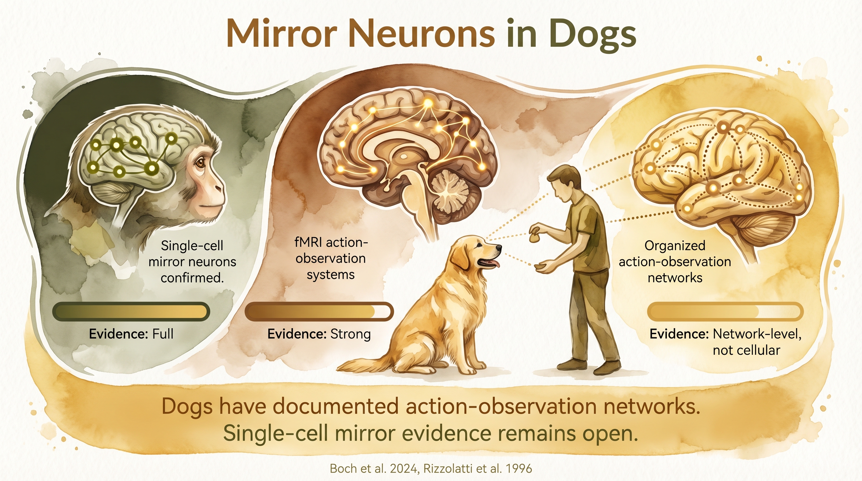 Infographic: Mirror neurons in dogs showing neural mirroring during action observation - Just Behaving Wiki