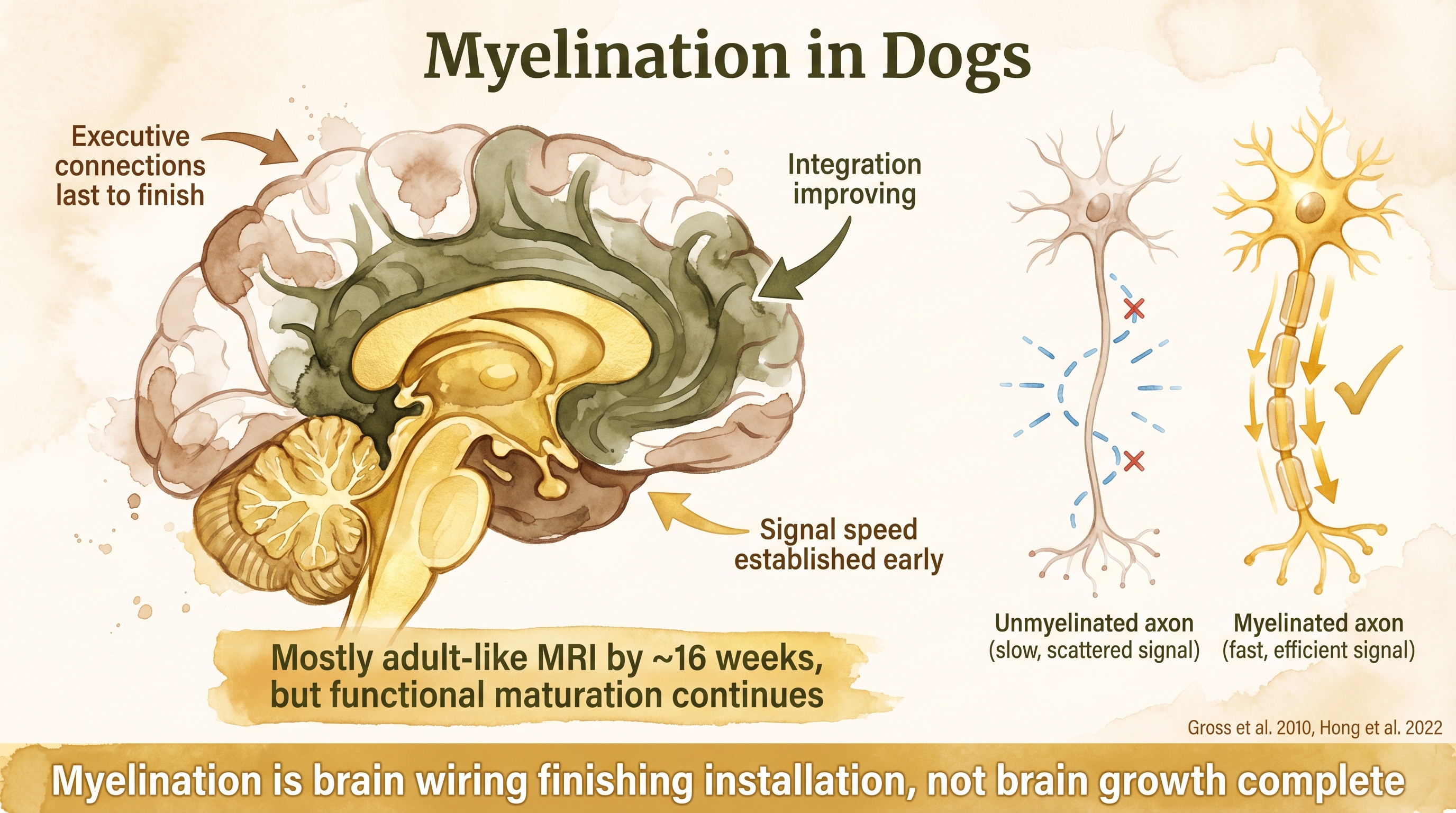 Infographic: Myelination in dogs showing progressive neural insulation from sensory to prefrontal regions - Just Behaving Wiki