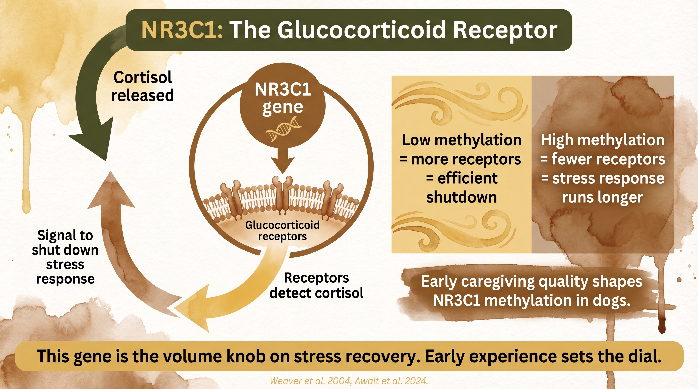 Infographic: NR3C1 glucocorticoid receptor gene showing methylation effects on stress regulation - Just Behaving Wiki
