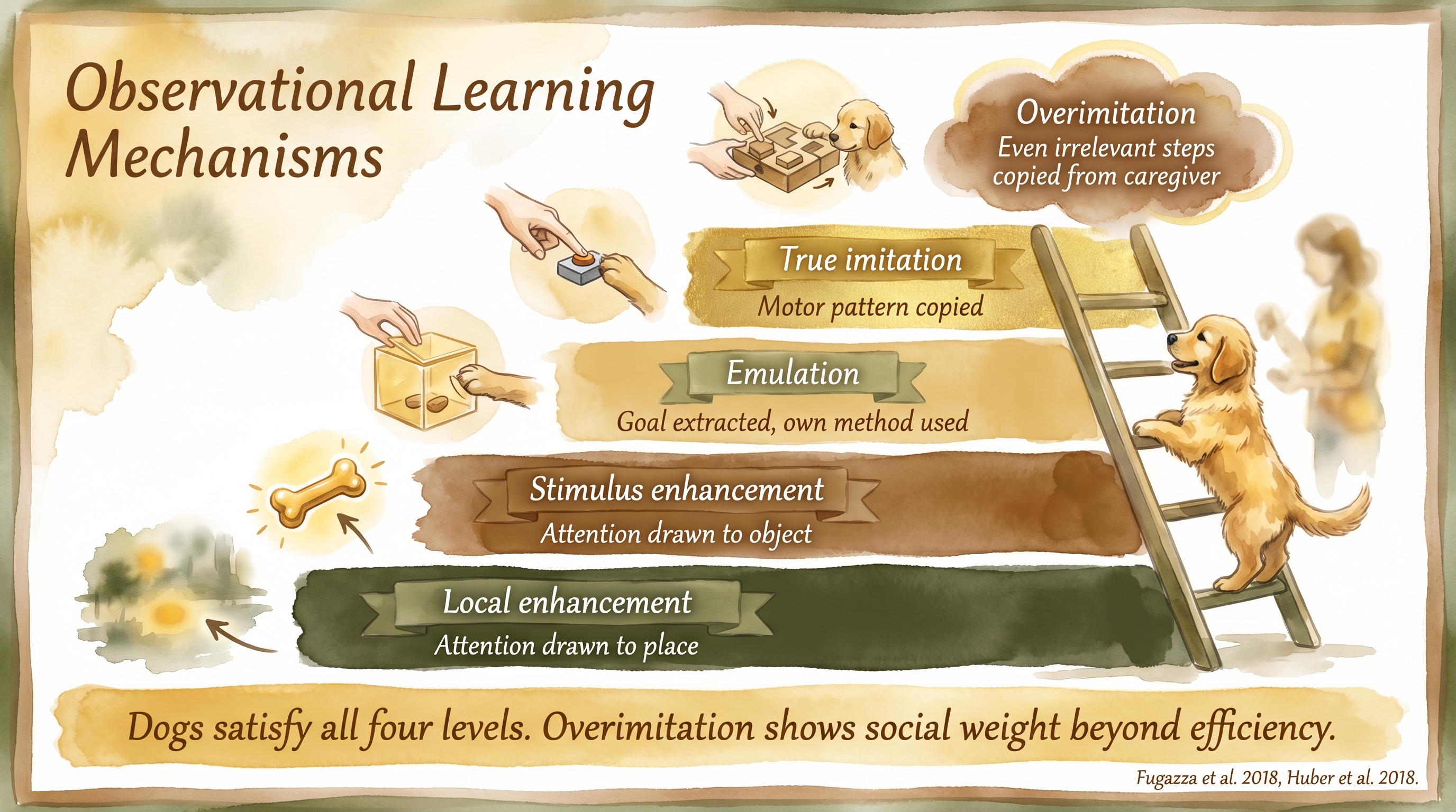 Infographic: Observational learning mechanisms showing attention, retention, reproduction, and motivation stages - Just Behaving Wiki