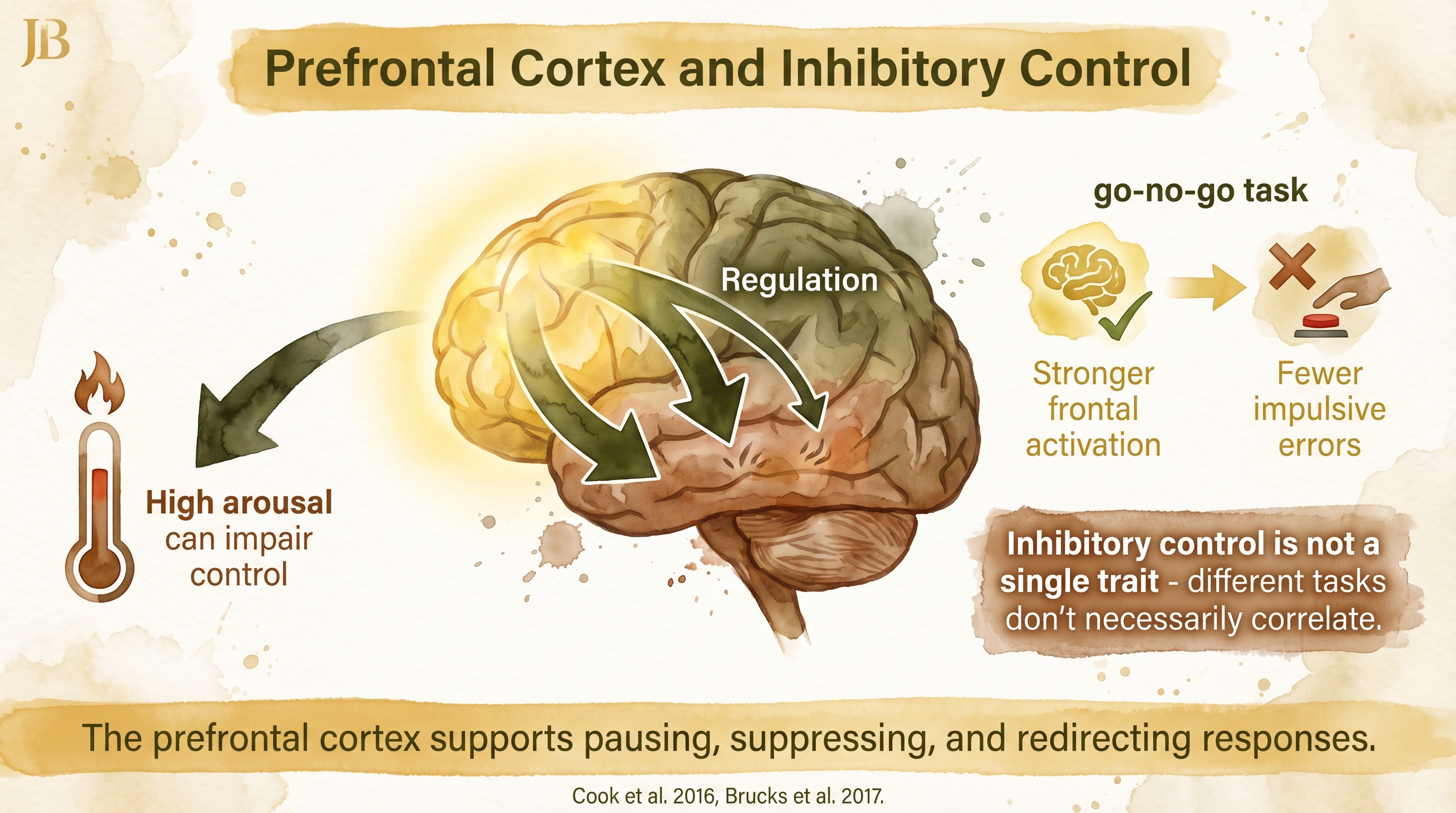 Infographic: Prefrontal cortex and inhibitory control showing late-developing executive function circuits - Just Behaving Wiki
