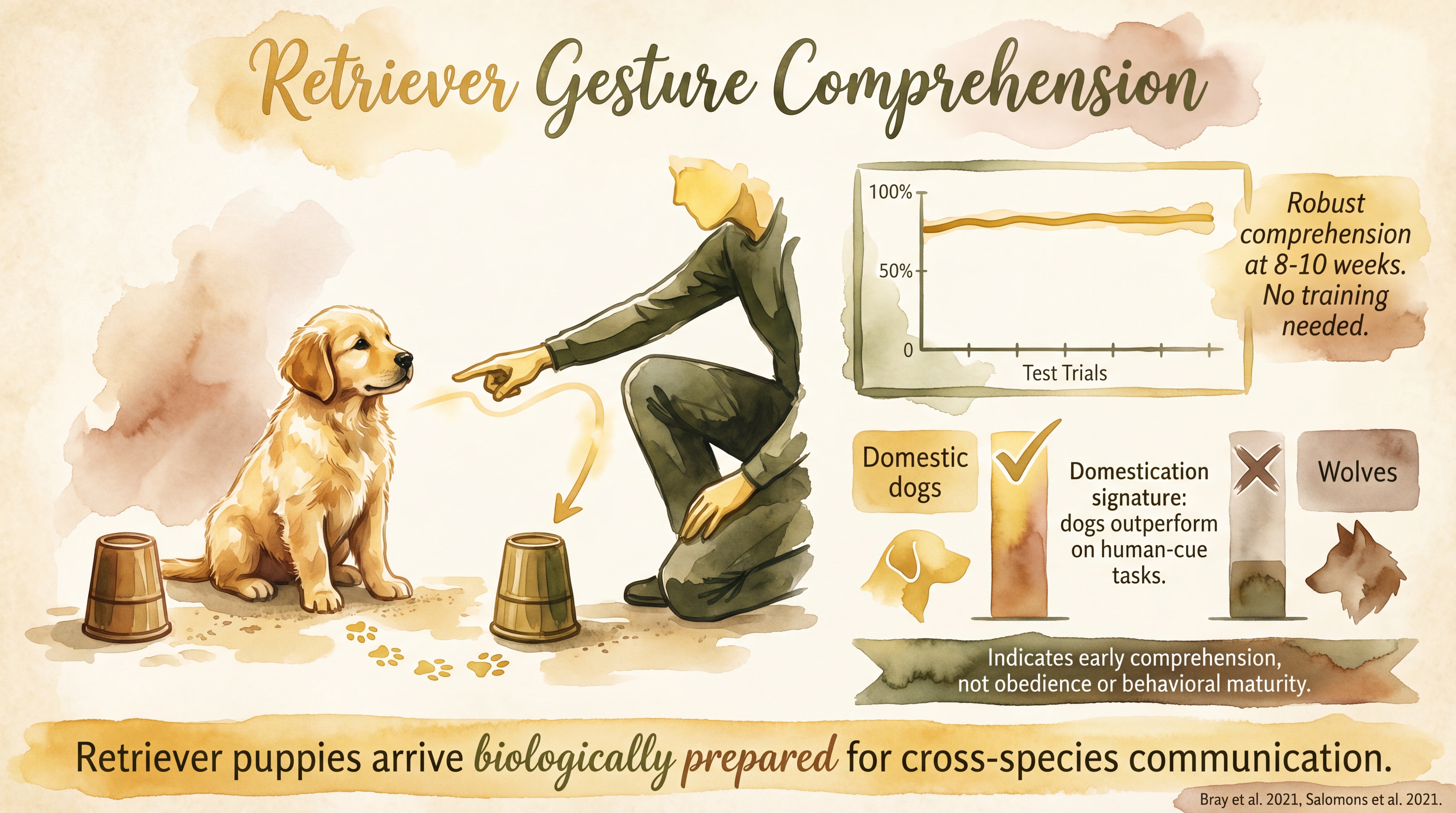 Infographic: Retriever gesture comprehension showing pointing, gaze, and postural signal reading - Just Behaving Wiki