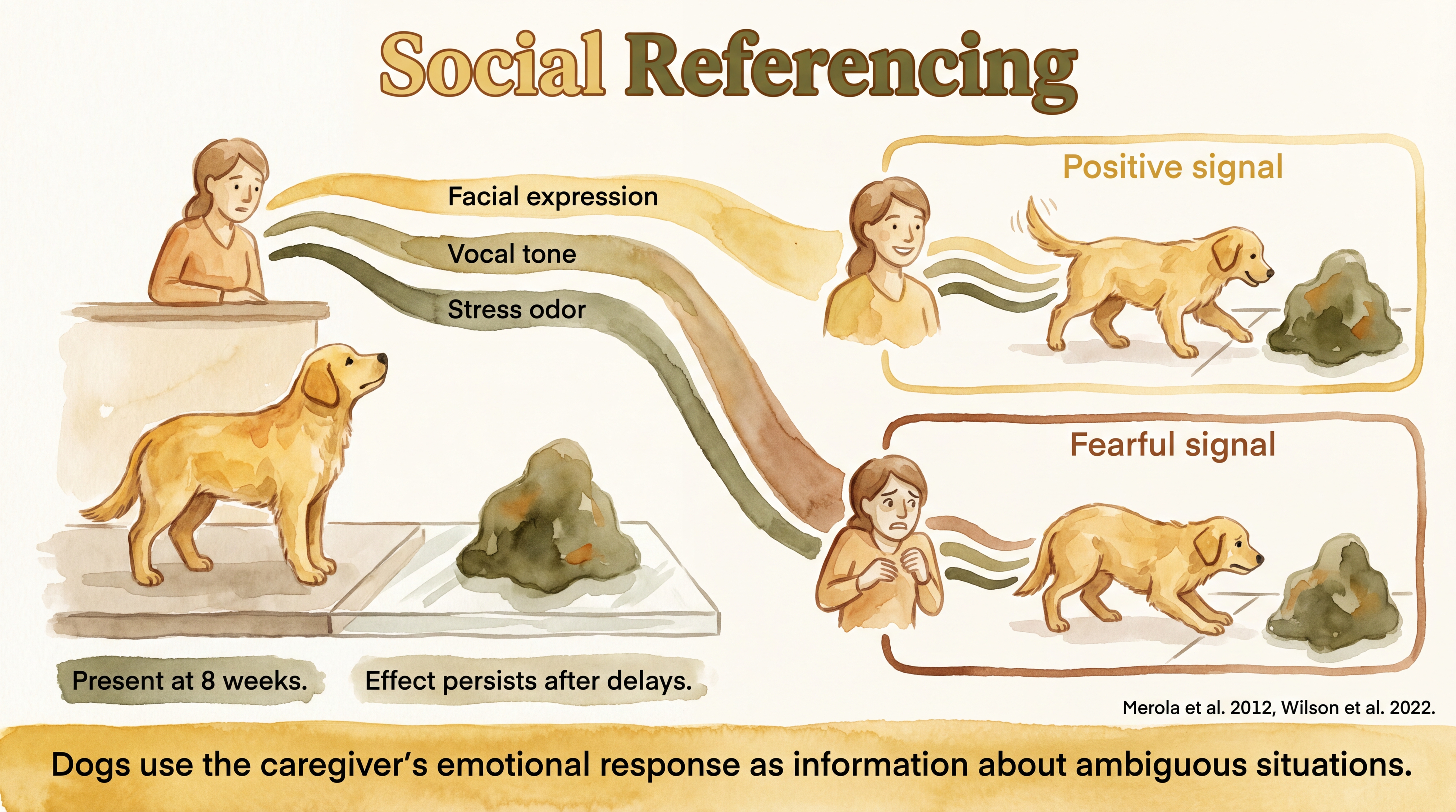 Infographic: Social referencing in dogs showing how dogs check caregiver reactions to novel stimuli - Just Behaving Wiki