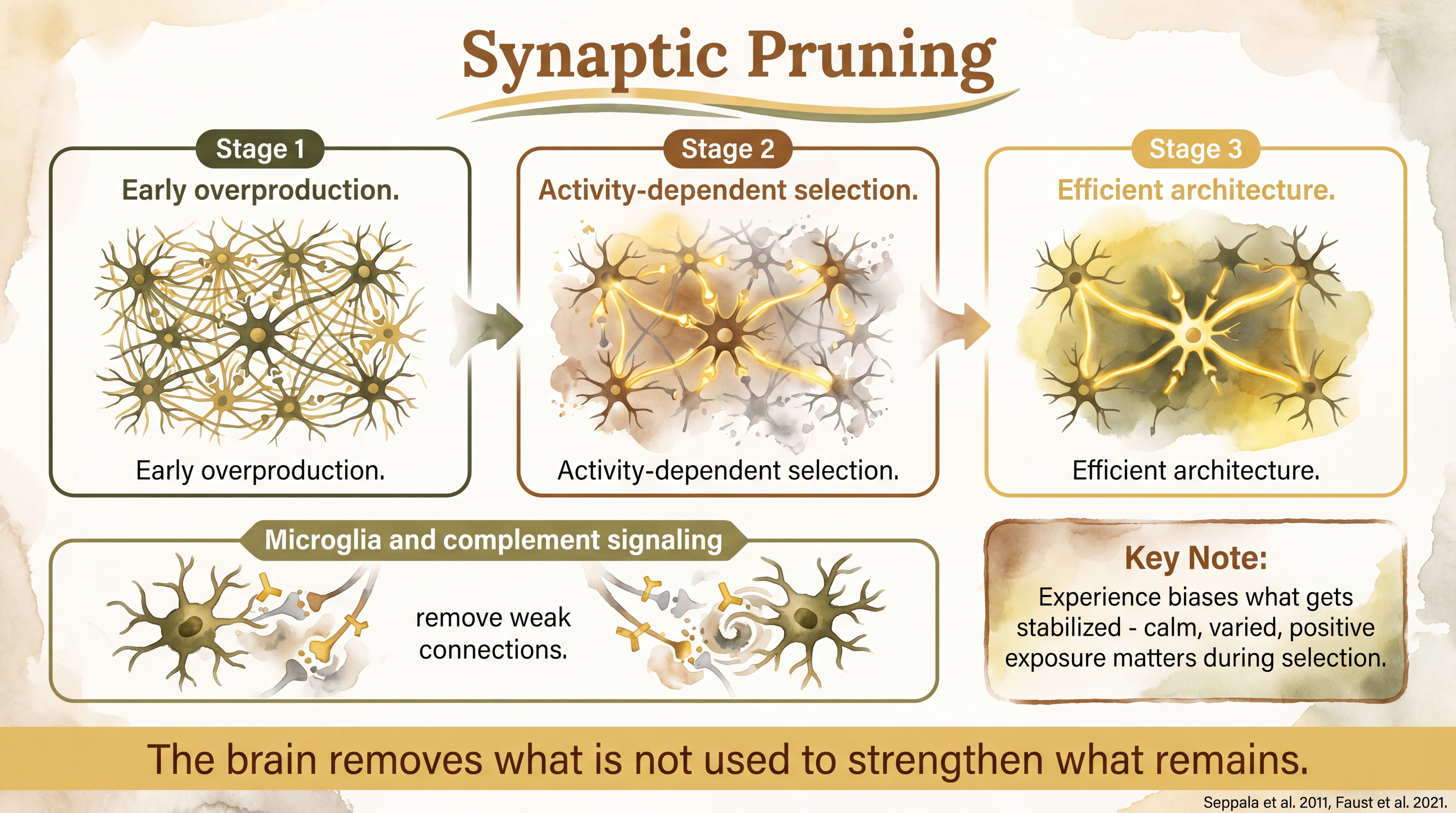 Infographic: Synaptic pruning in dogs showing use-dependent circuit refinement during development - Just Behaving Wiki