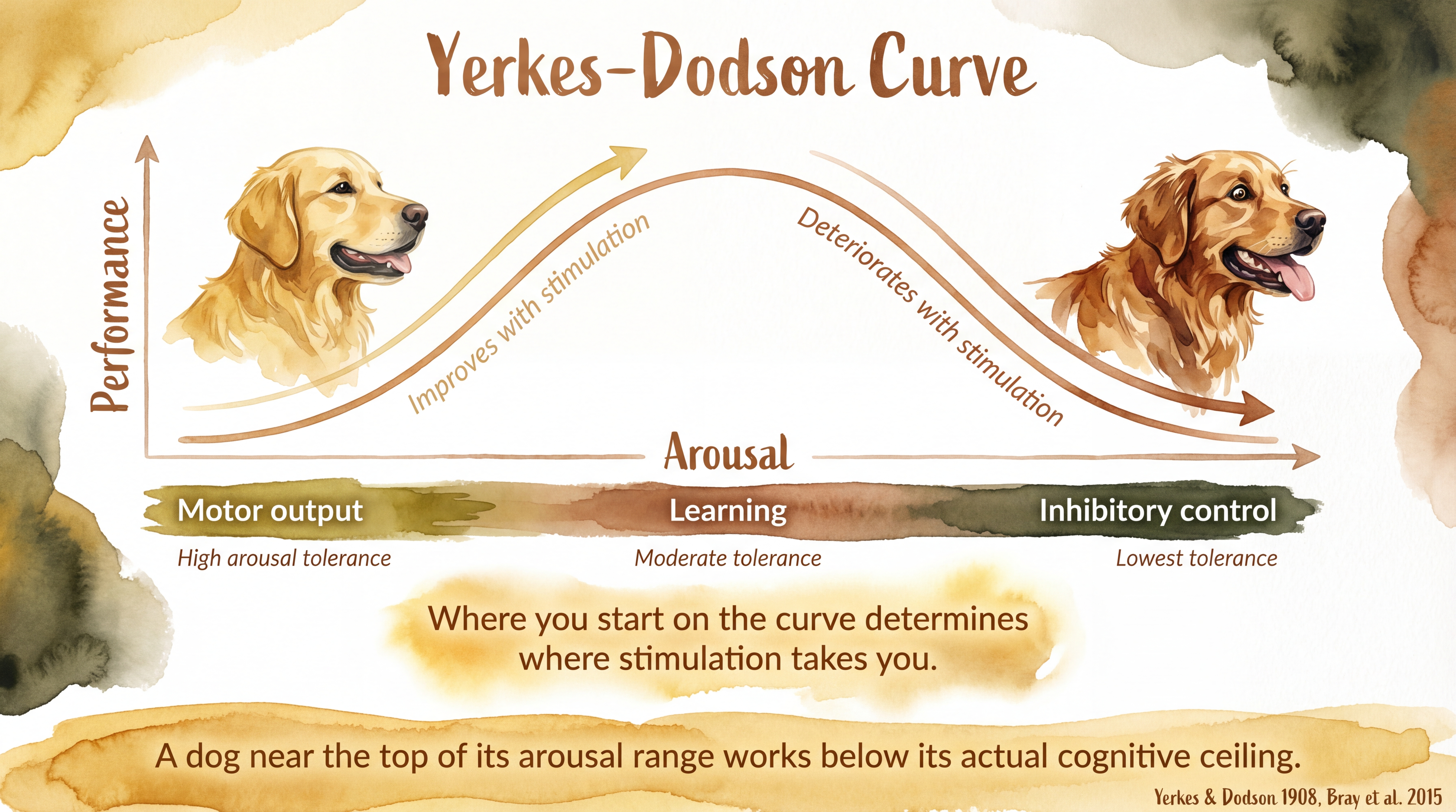 Infographic: Yerkes-Dodson arousal-performance curve showing optimal activation zone - Just Behaving Wiki