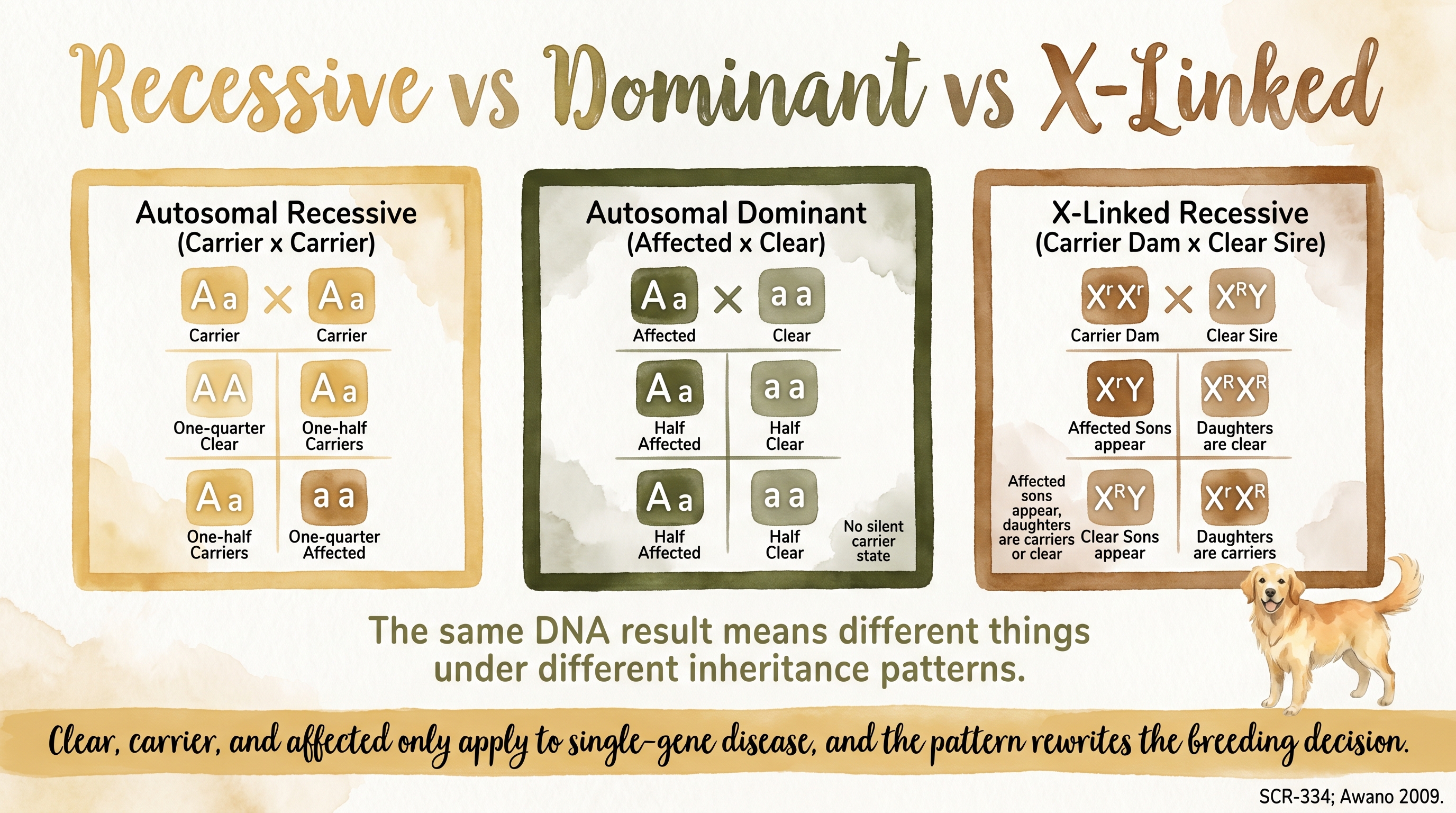 Infographic: Autosomal recessive vs dominant vs X-linked inheritance with three Punnett squares showing Mendelian outcomes - Just Behaving Wiki