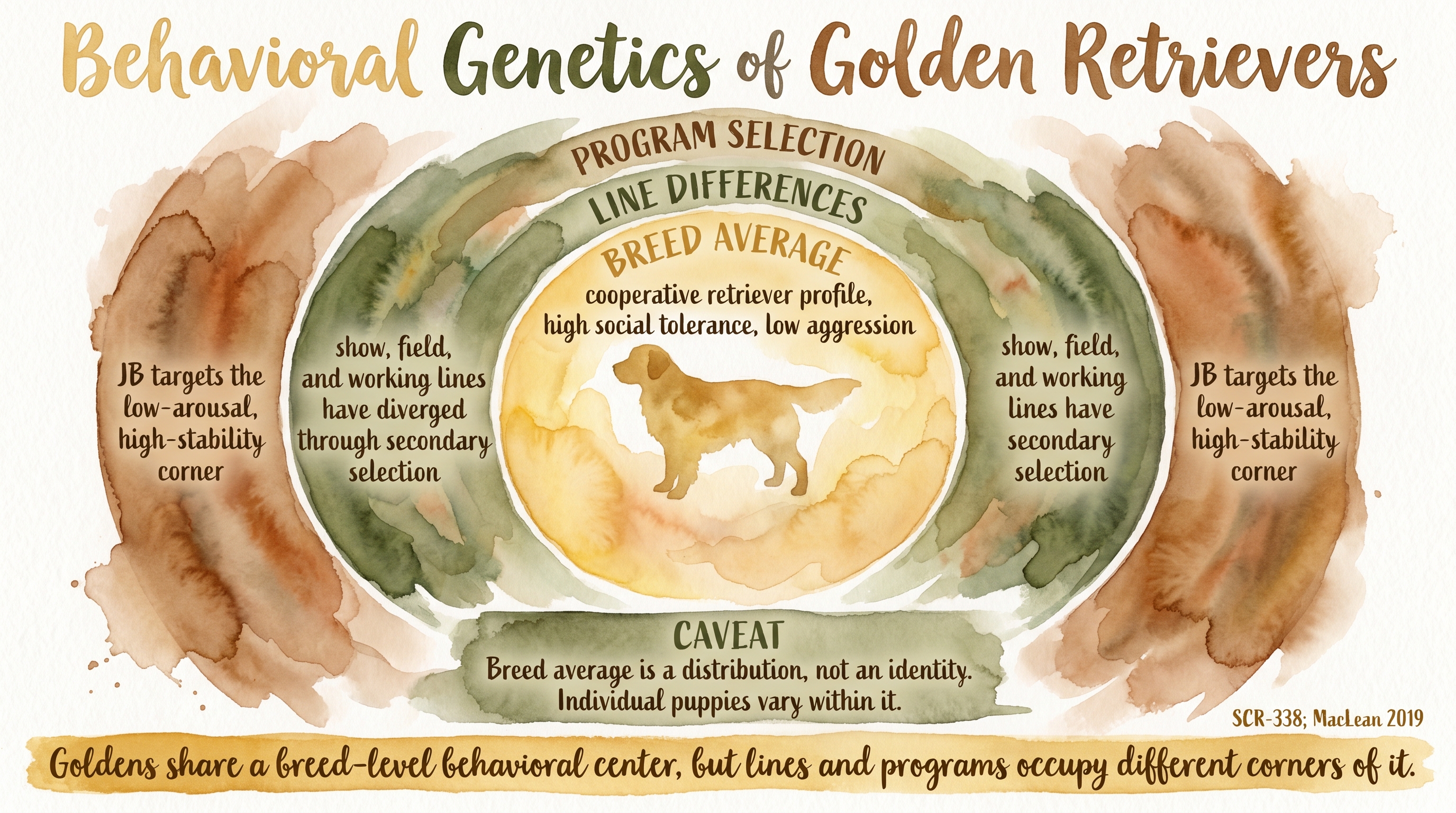 Infographic: Behavioral genetics of Golden Retrievers with three concentric rings showing breed, line, and program selection layers - Just Behaving Wiki