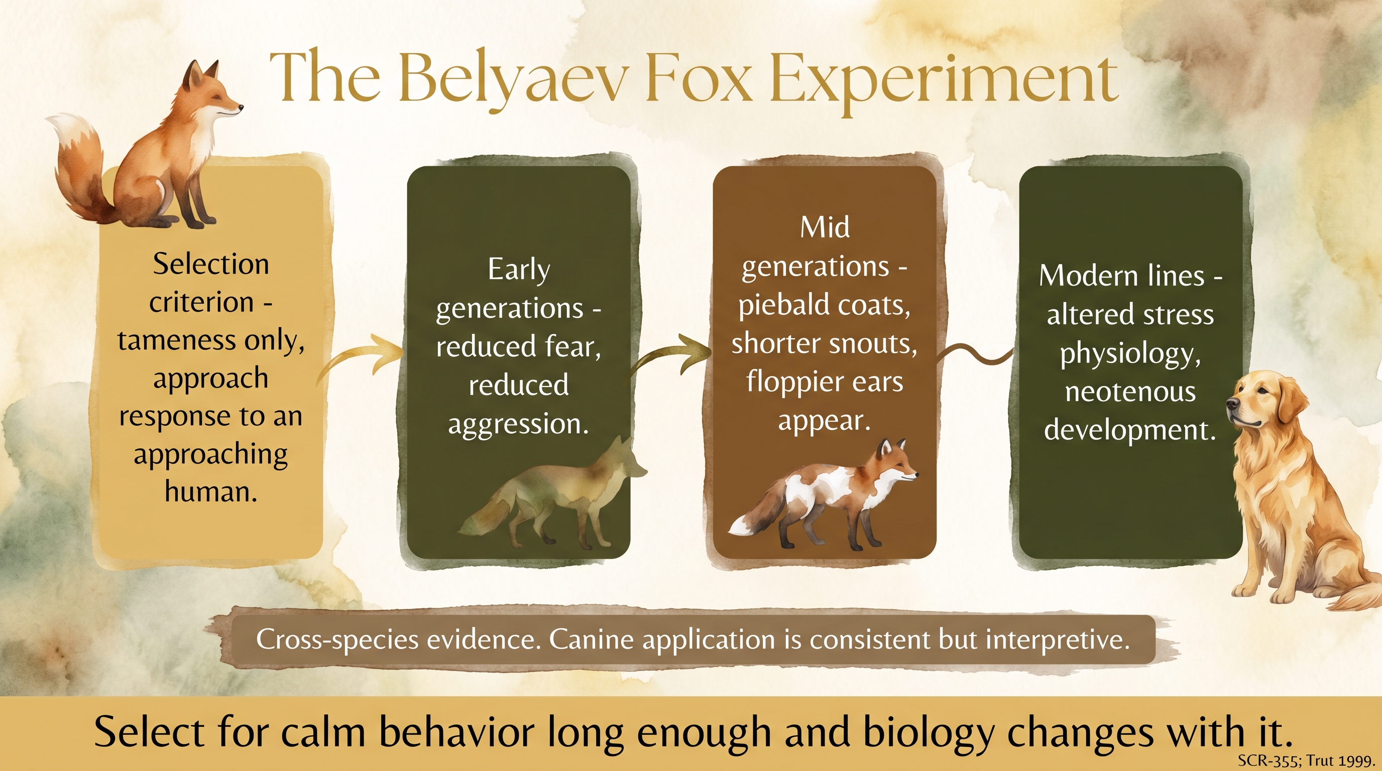 Infographic: The Belyaev fox experiment timeline across generations showing tameness selection and correlated biological changes - Just Behaving Wiki
