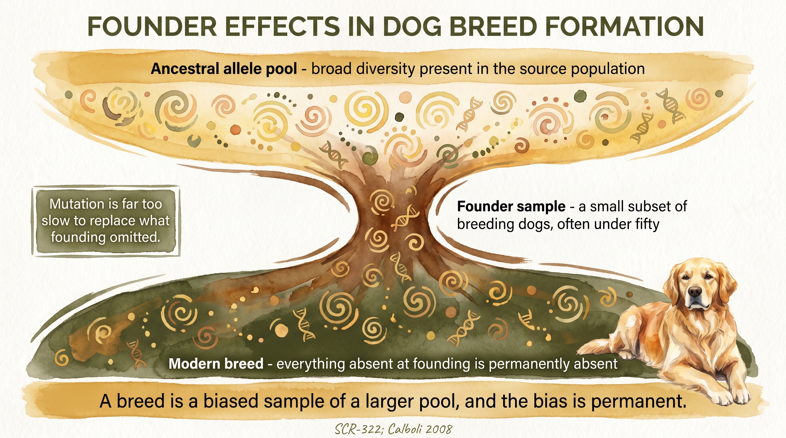 Infographic: Founder effects in dog breed formation with ancestral pool narrowing through a founder chokepoint into the modern breed - Just Behaving Wiki
