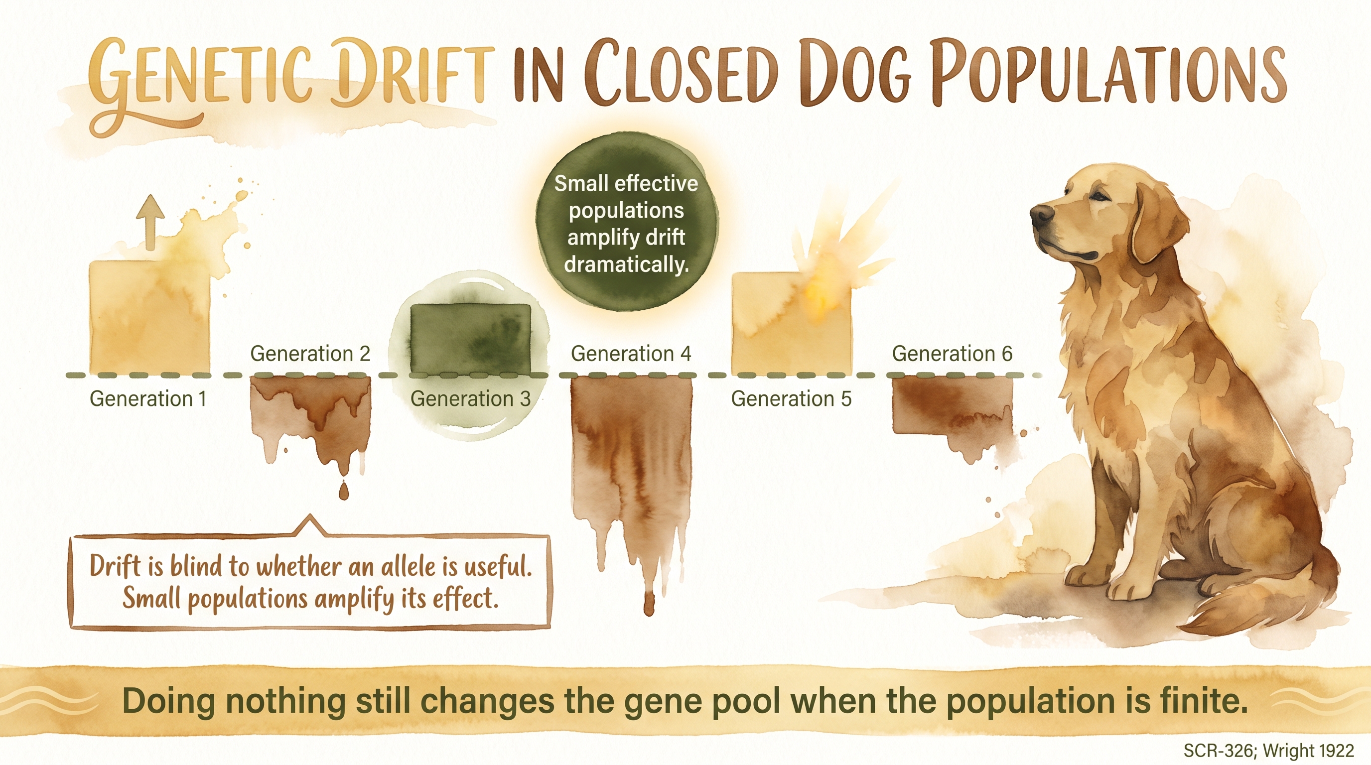 Infographic: Genetic drift in closed dog populations with a waterfall chart showing allele frequency shifts across six generations - Just Behaving Wiki