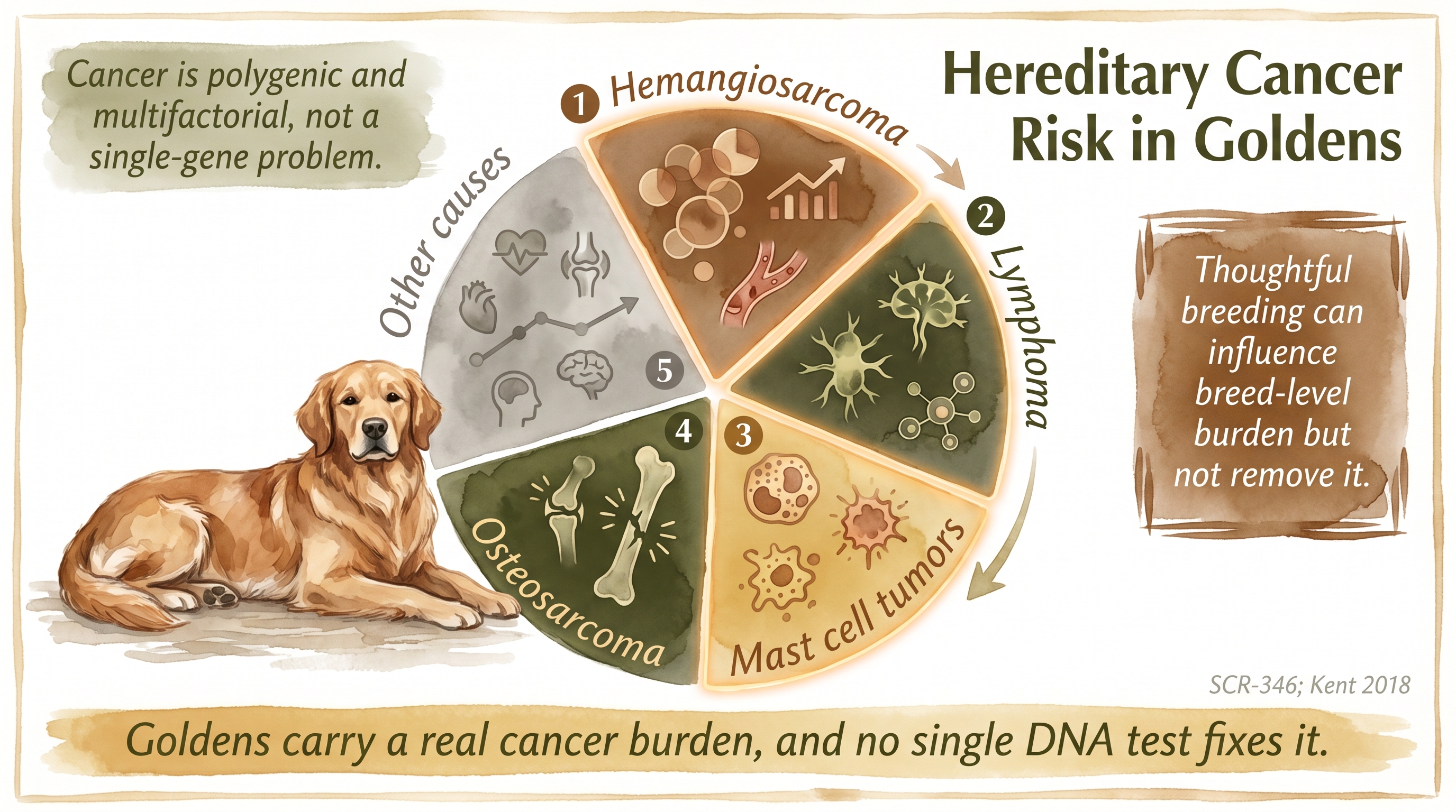 Infographic: Hereditary cancer risk in Goldens shown as pie chart with hemangiosarcoma, lymphoma, mast cell, and osteosarcoma slices - Just Behaving Wiki