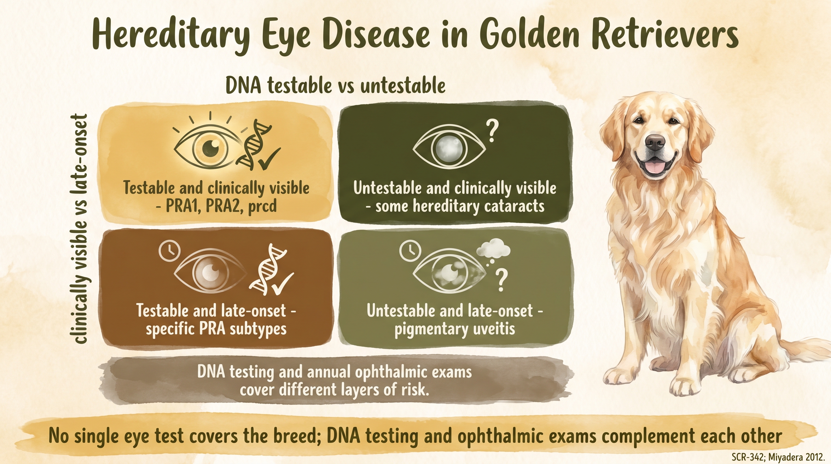 Infographic: Hereditary eye disease in Golden Retrievers shown as 2x2 quadrant grid of testable versus untestable and visible versus late-onset - Just Behaving Wiki