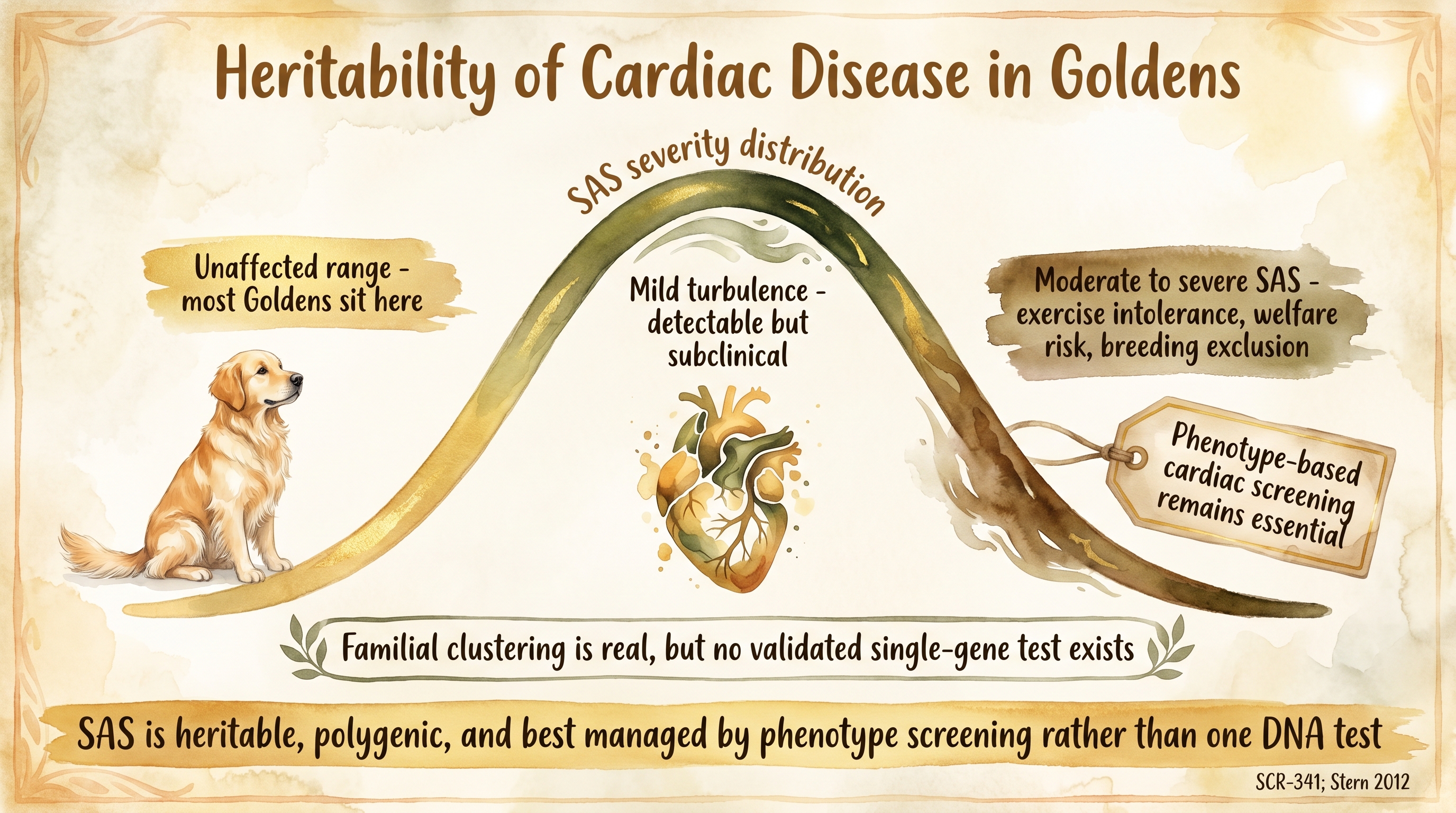 Infographic: Heritability of cardiac disease in Goldens with a bell curve of SAS severity and unaffected, mild, and severe tail annotations - Just Behaving Wiki