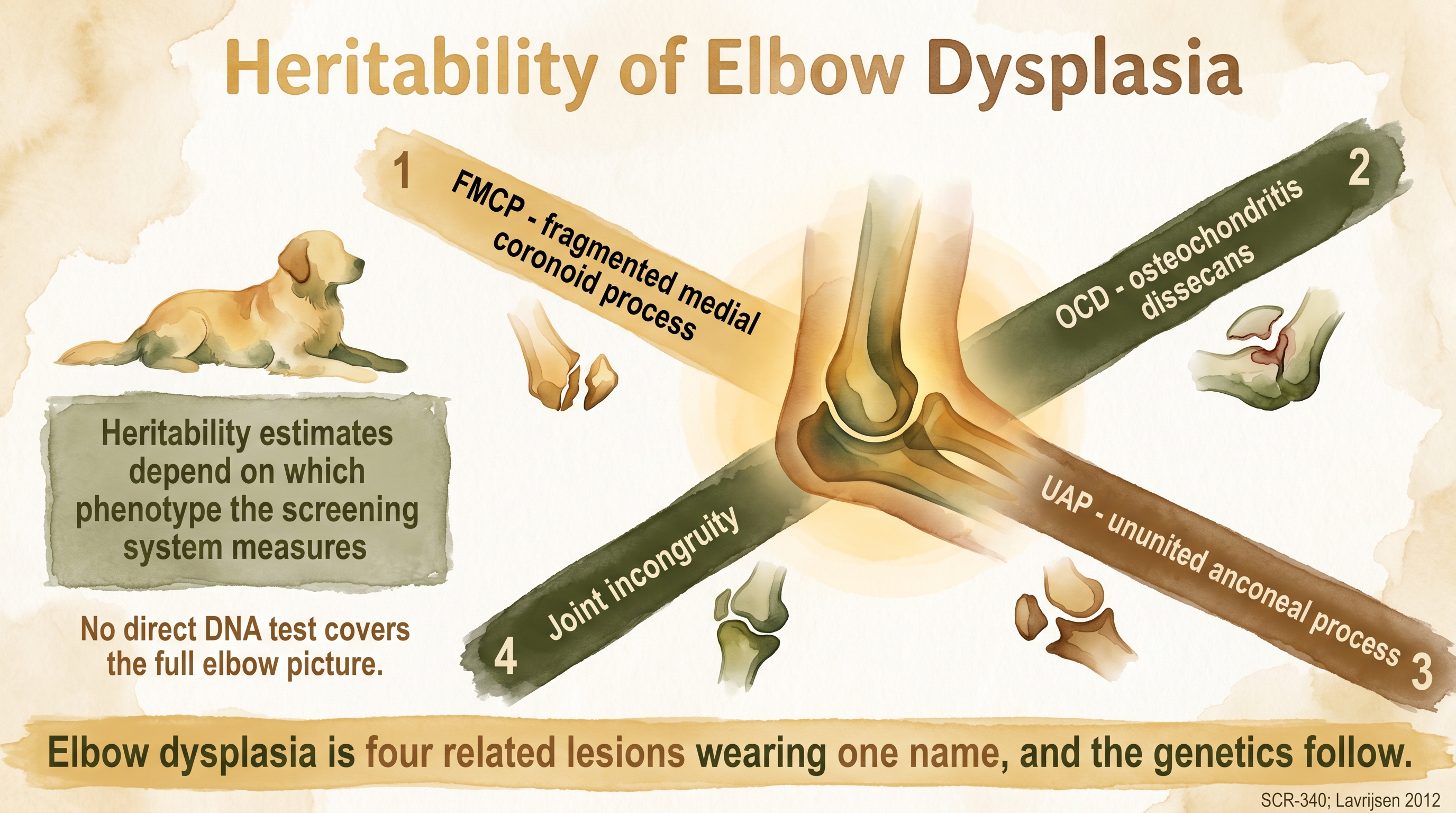 Infographic: Heritability of elbow dysplasia with radial diagram showing FMCP, OCD, UAP, and joint incongruity lesions under one umbrella - Just Behaving Wiki