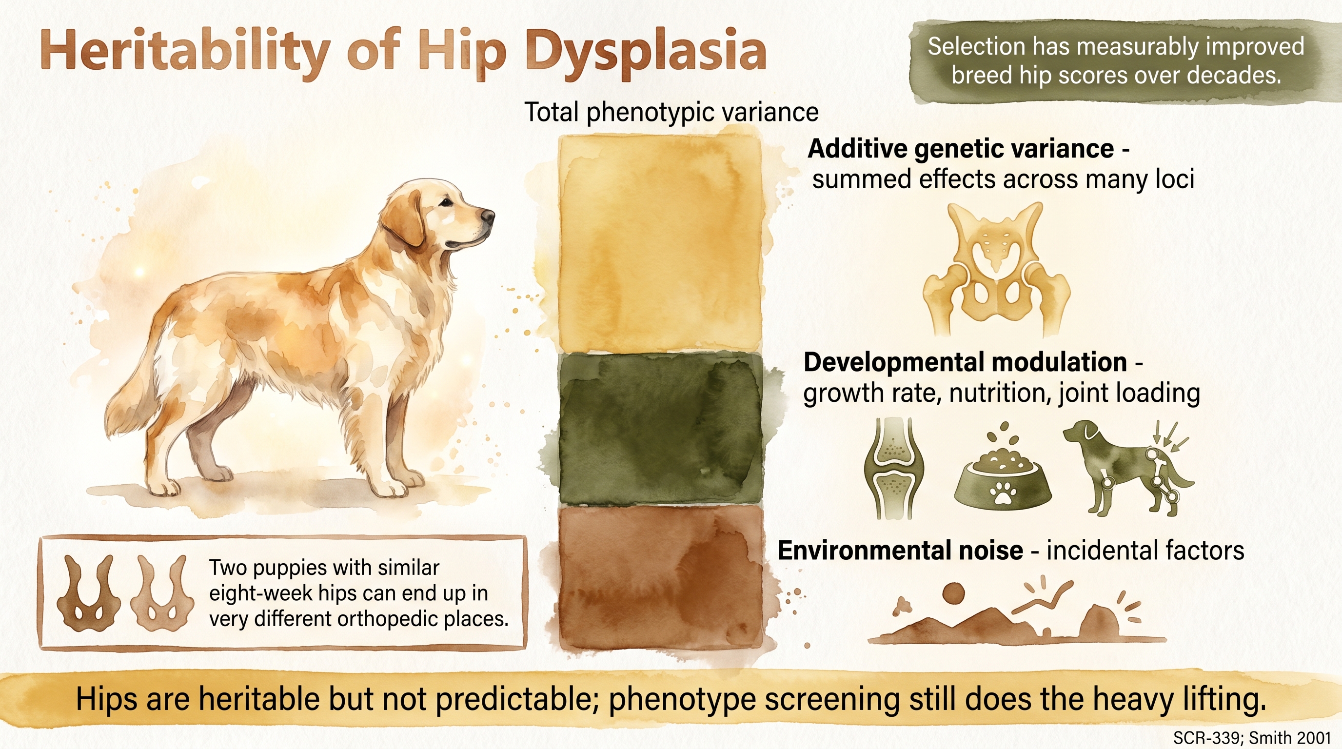 Infographic: Heritability of hip dysplasia shown as stacked variance bar with additive genetic, developmental, and environmental components - Just Behaving Wiki