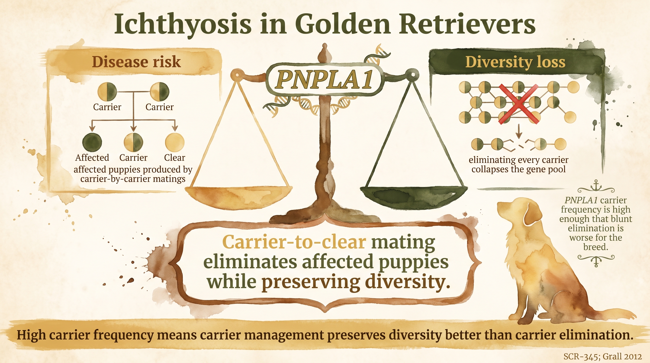 Infographic: Ichthyosis in Golden Retrievers shown as a balance scale weighing PNPLA1 disease risk against gene pool diversity loss - Just Behaving Wiki