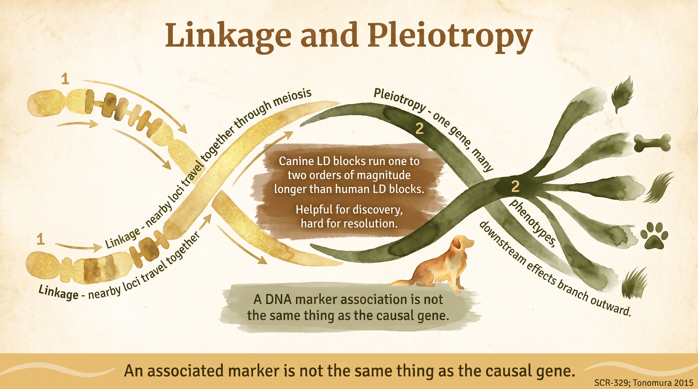 Infographic: Linkage and pleiotropy with two intertwining strands showing linked loci travelling together and one gene branching to many traits - Just Behaving Wiki
