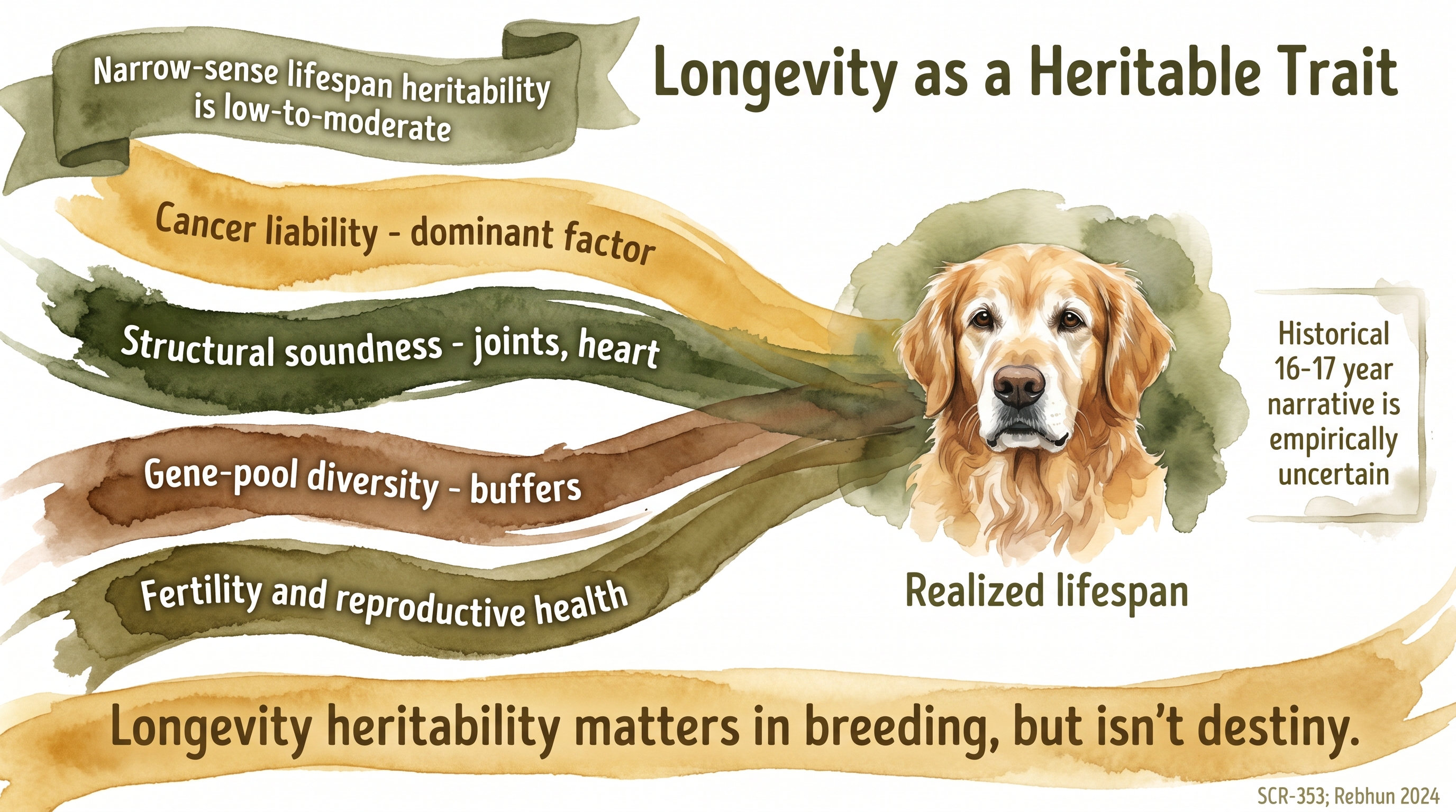 Infographic: Longevity as a heritable trait with four streams of cancer, soundness, diversity, and fertility converging on realized lifespan - Just Behaving Wiki