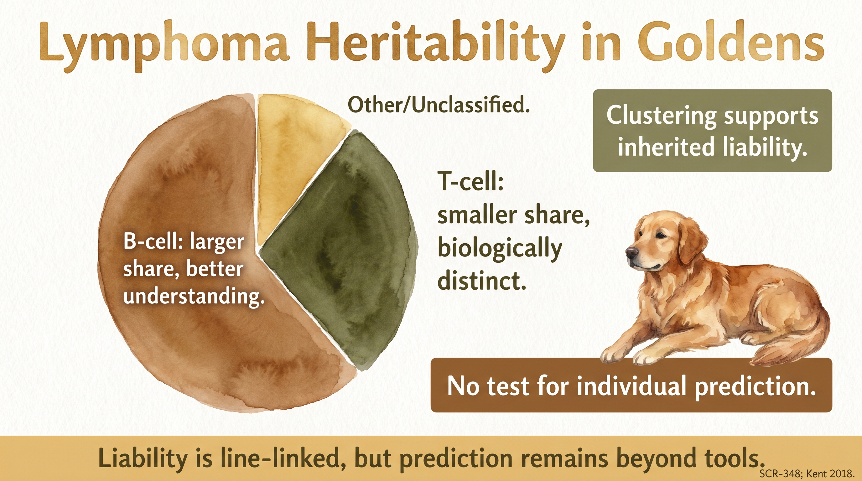 Infographic: Lymphoma heritability in Goldens pie chart showing B-cell, T-cell, and unclassified lymphoma subtype shares of cancer burden - Just Behaving Wiki