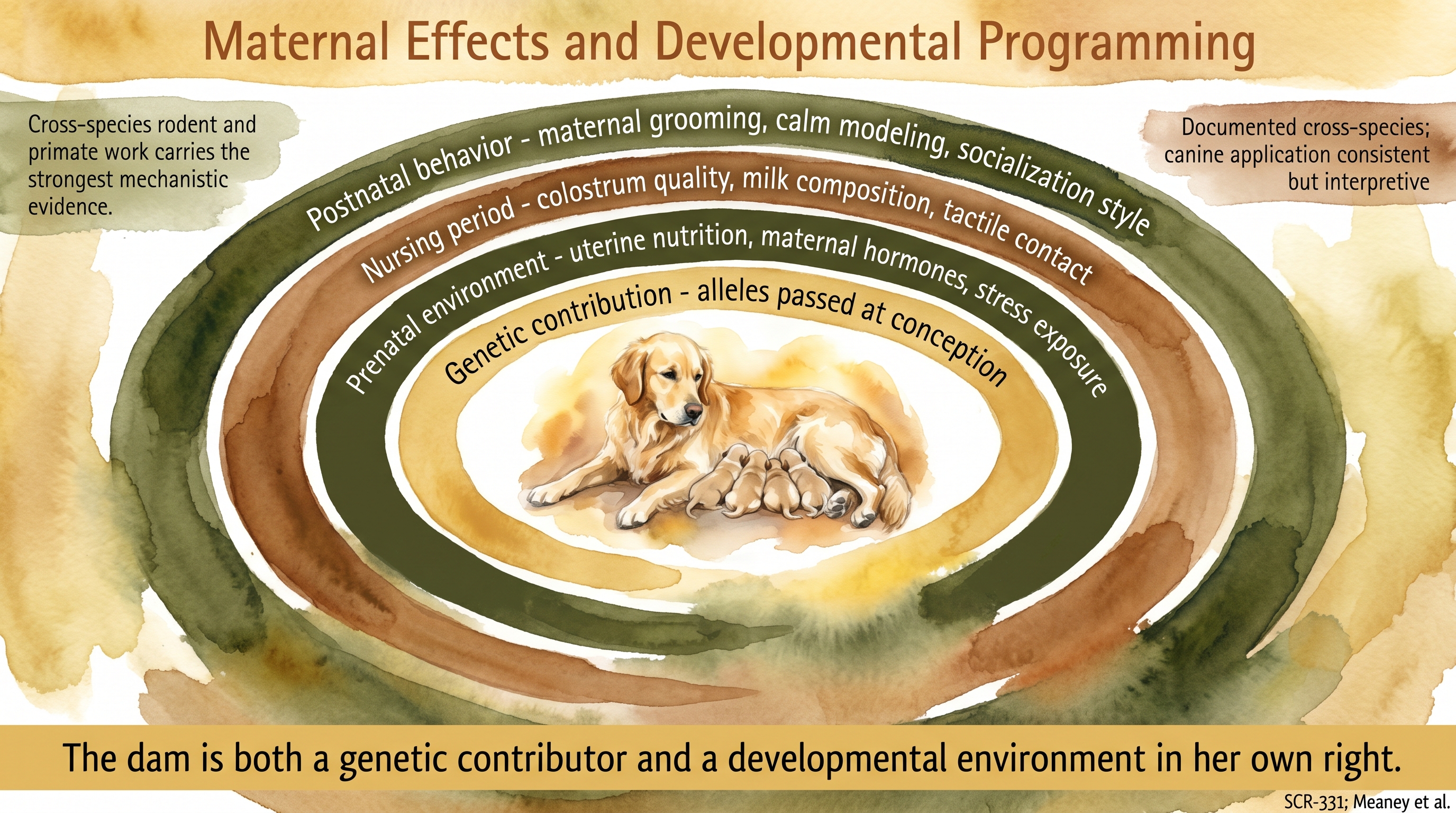 Infographic: Maternal effects and developmental programming with four concentric rings spanning genes, prenatal, nursing, and postnatal influence - Just Behaving Wiki