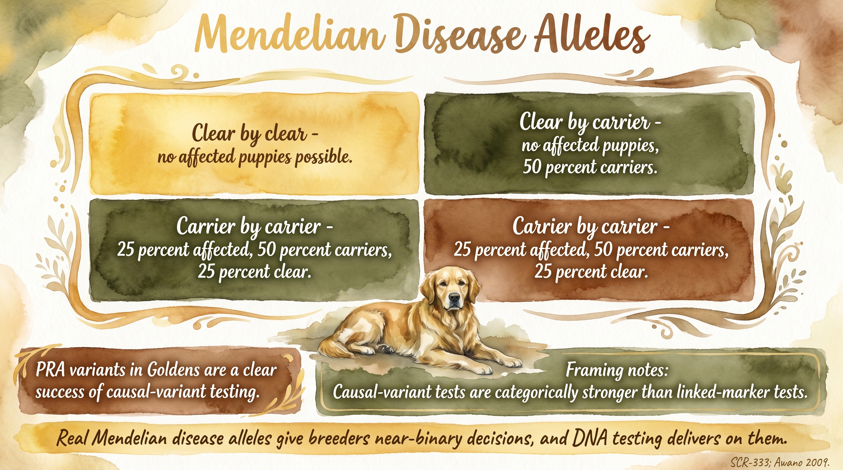 Infographic: Mendelian disease alleles with autosomal recessive Punnett square showing clear, carrier, and affected pairing outcomes in dogs - Just Behaving Wiki