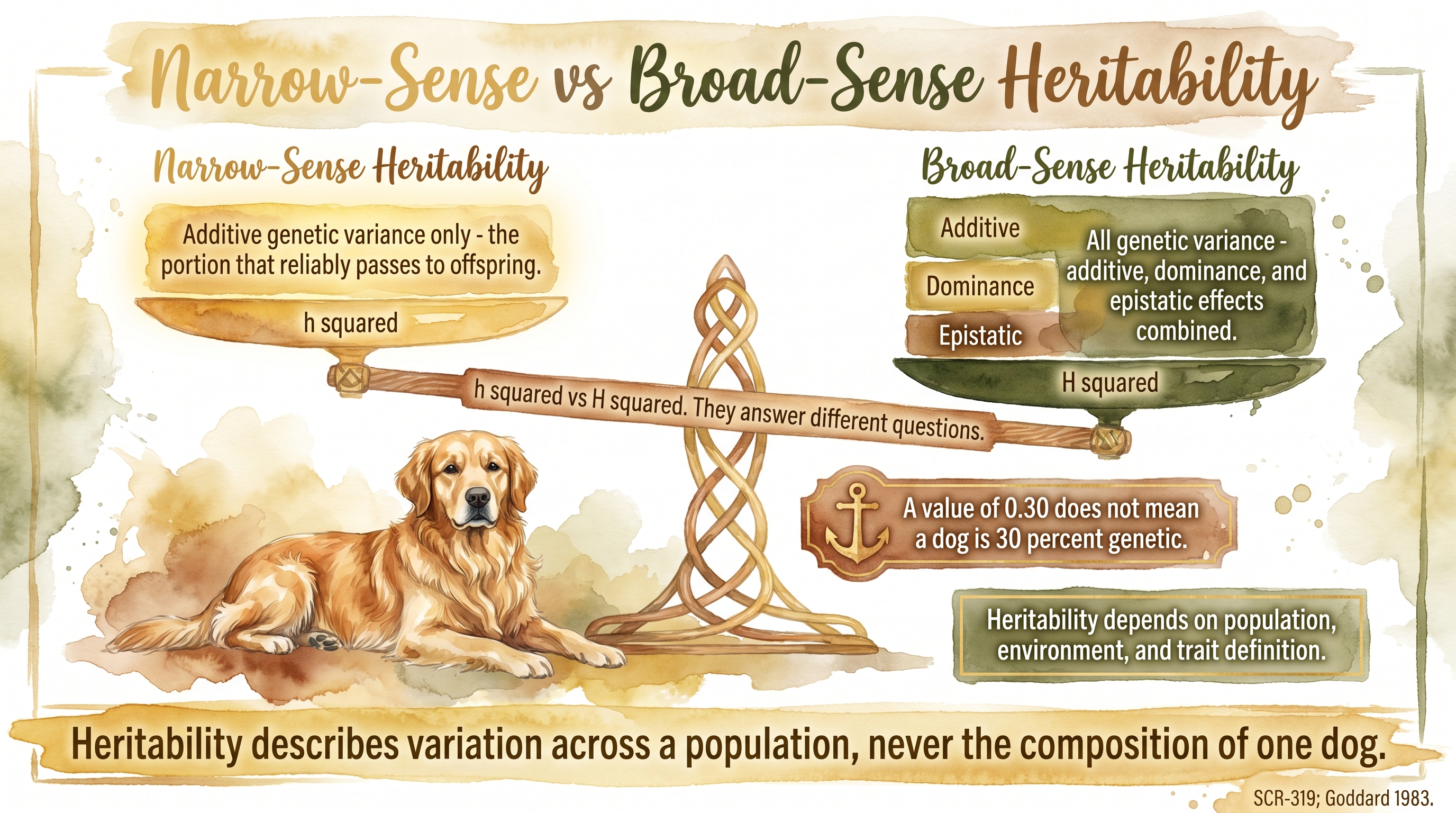 Infographic: Narrow-sense vs broad-sense heritability with balance scale comparing additive variance against all genetic variance components - Just Behaving Wiki