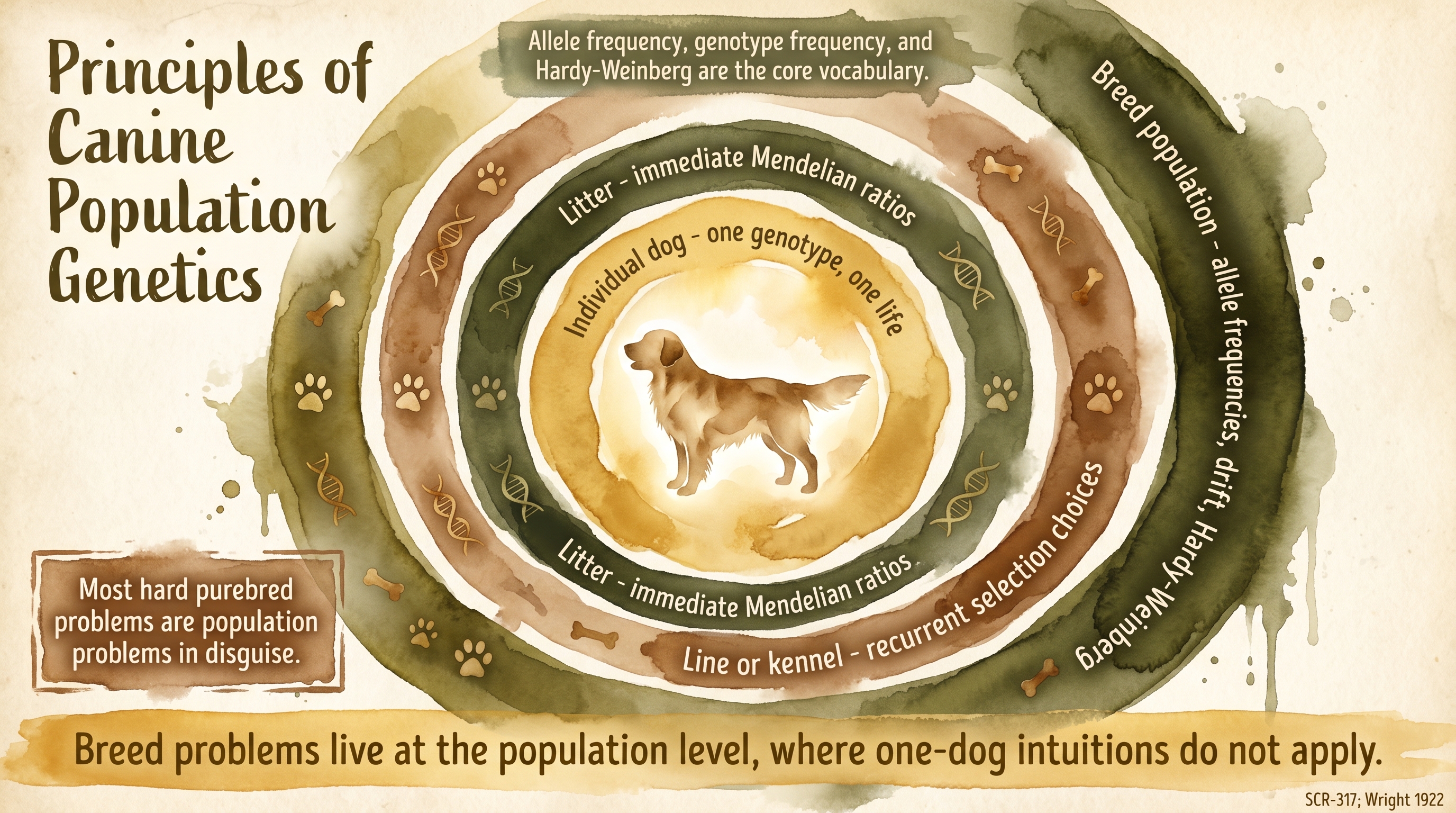 Infographic: Principles of canine population genetics with four concentric rings scaling from individual dog out to breed population level - Just Behaving Wiki