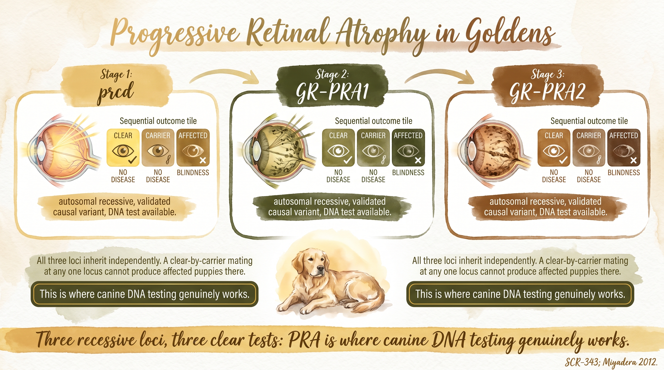Infographic: Progressive retinal atrophy in Goldens showing prcd, GR-PRA1, and GR-PRA2 recessive loci across three sequential test stages - Just Behaving Wiki