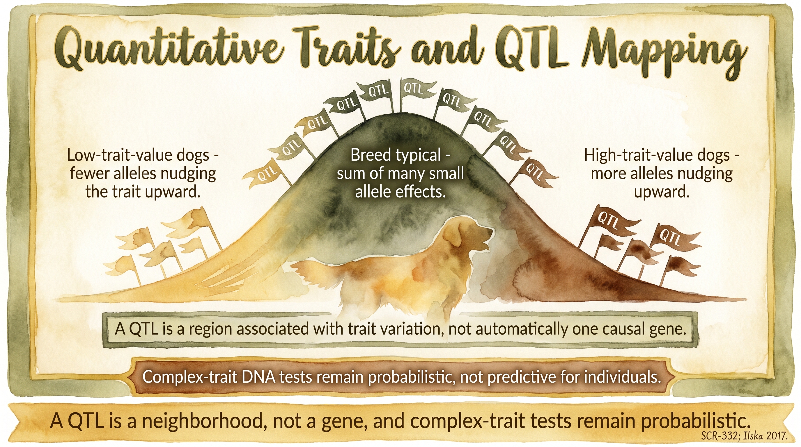 Infographic: Quantitative traits and QTL mapping with bell curve distribution and QTL marker flags across low, typical, and high trait values - Just Behaving Wiki