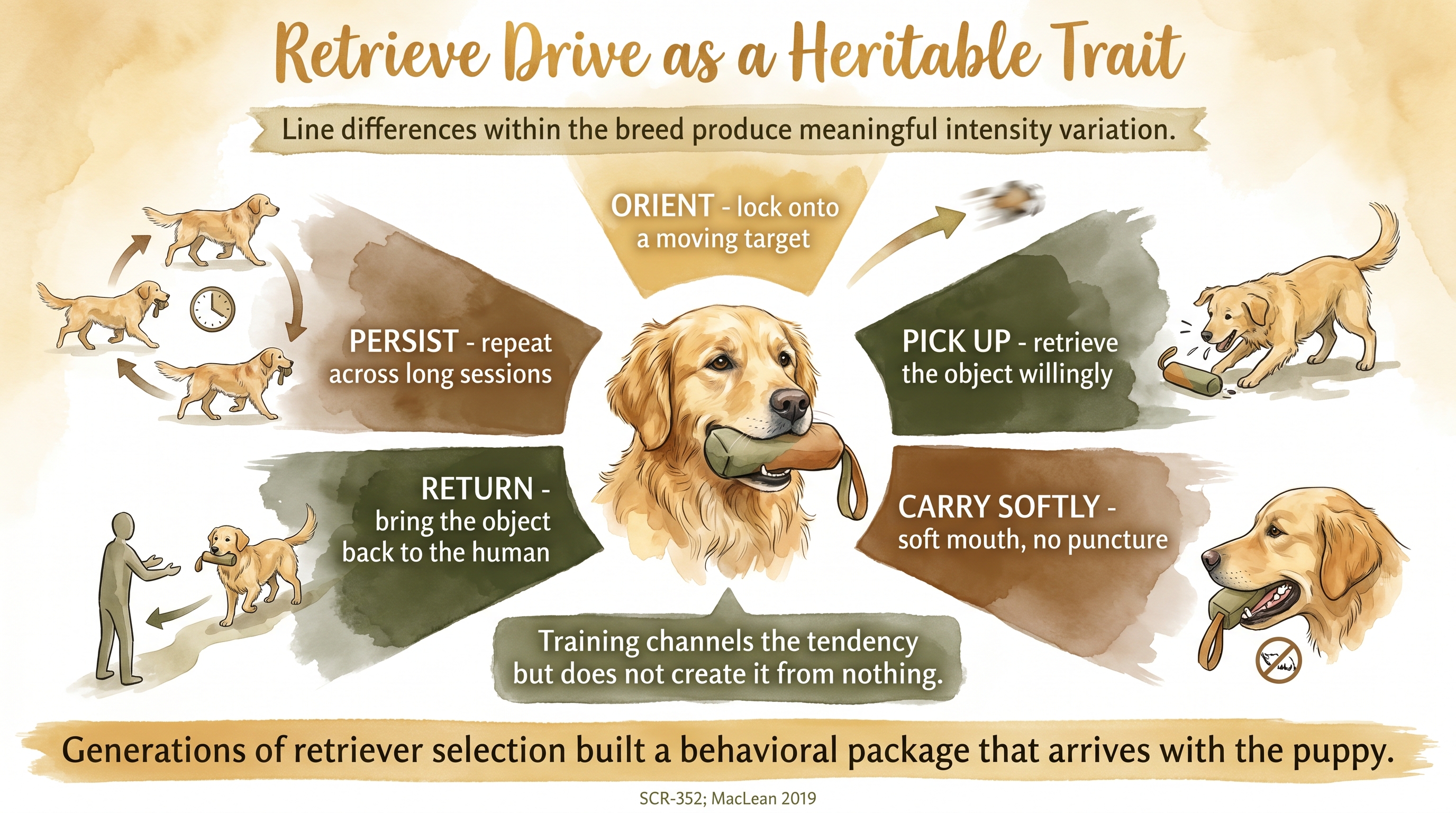 Infographic: Retrieve drive as a heritable trait shown as five-spoke wheel mapping orient, pick up, carry, return, and persist behaviors - Just Behaving Wiki