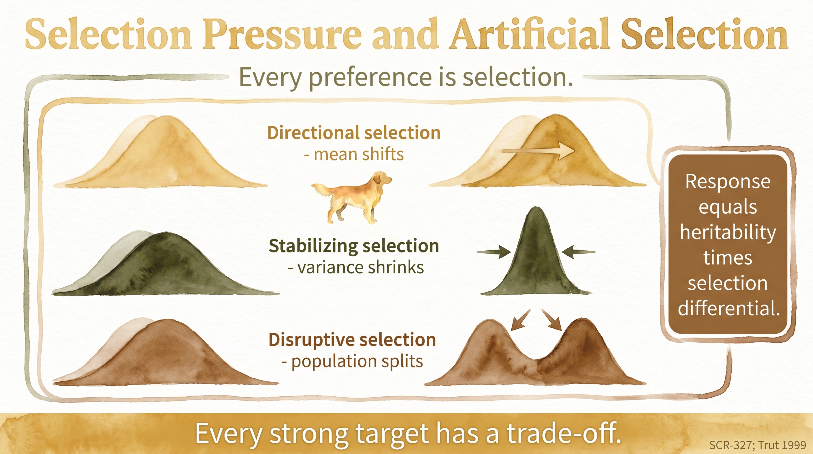 Infographic: Selection pressure and artificial selection with three stacked curves showing directional, stabilizing, and disruptive selection modes - Just Behaving Wiki