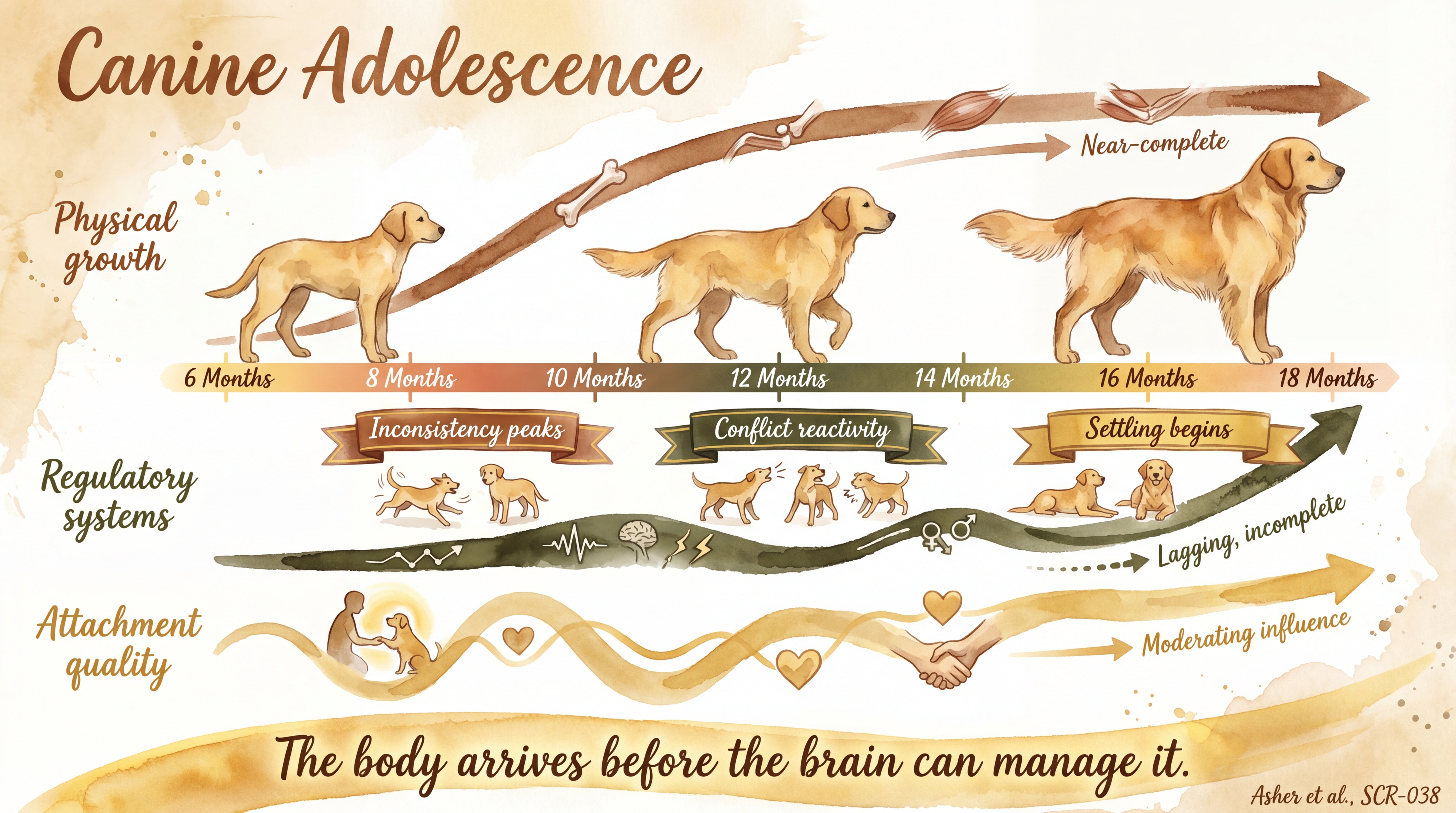 Infographic: Canine adolescence developmental timeline showing physical, regulatory, and attachment tracks - Just Behaving Wiki