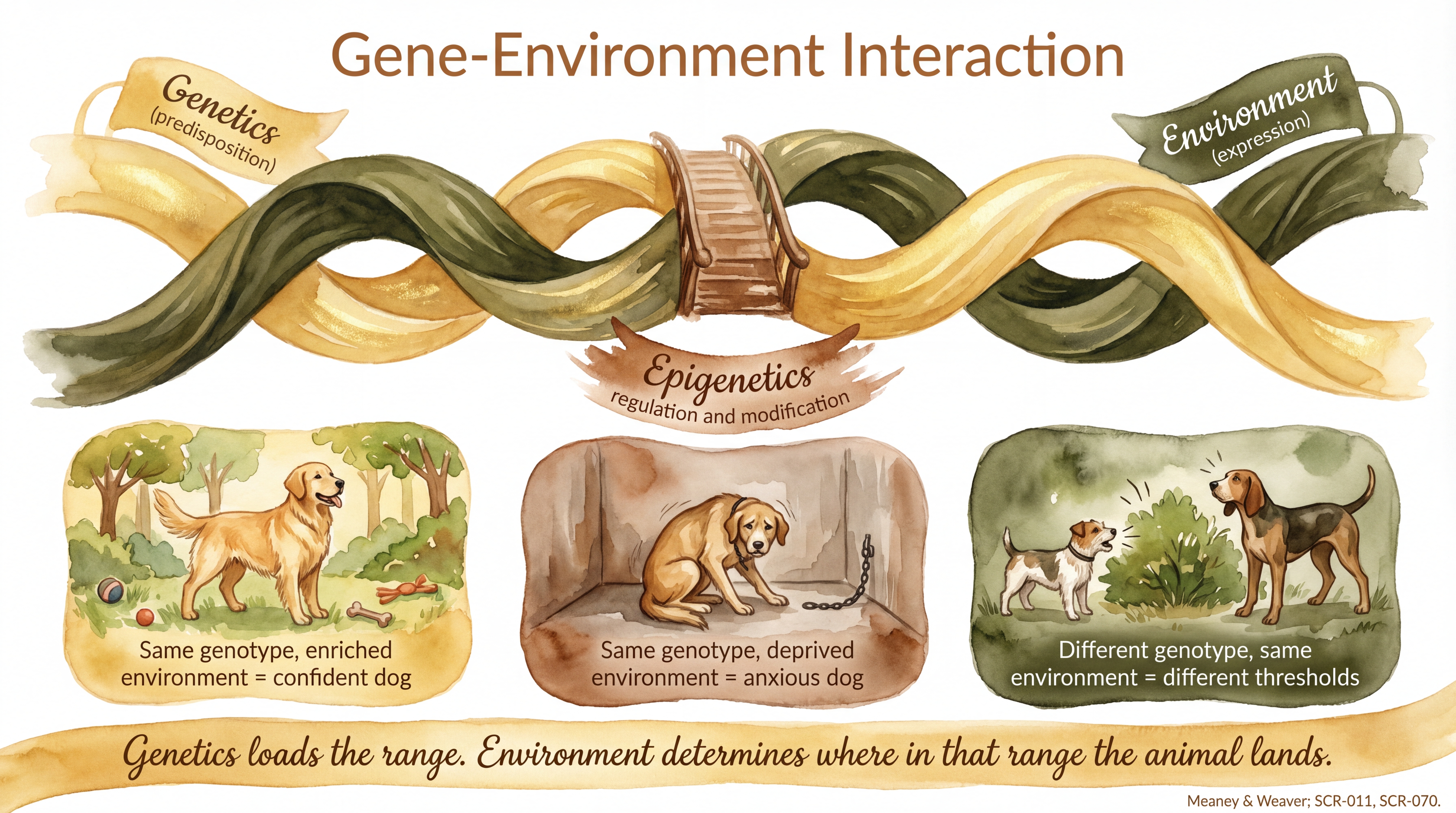 Infographic: Gene-environment interaction showing genetics and environment braiding through epigenetic bridges - Just Behaving Wiki