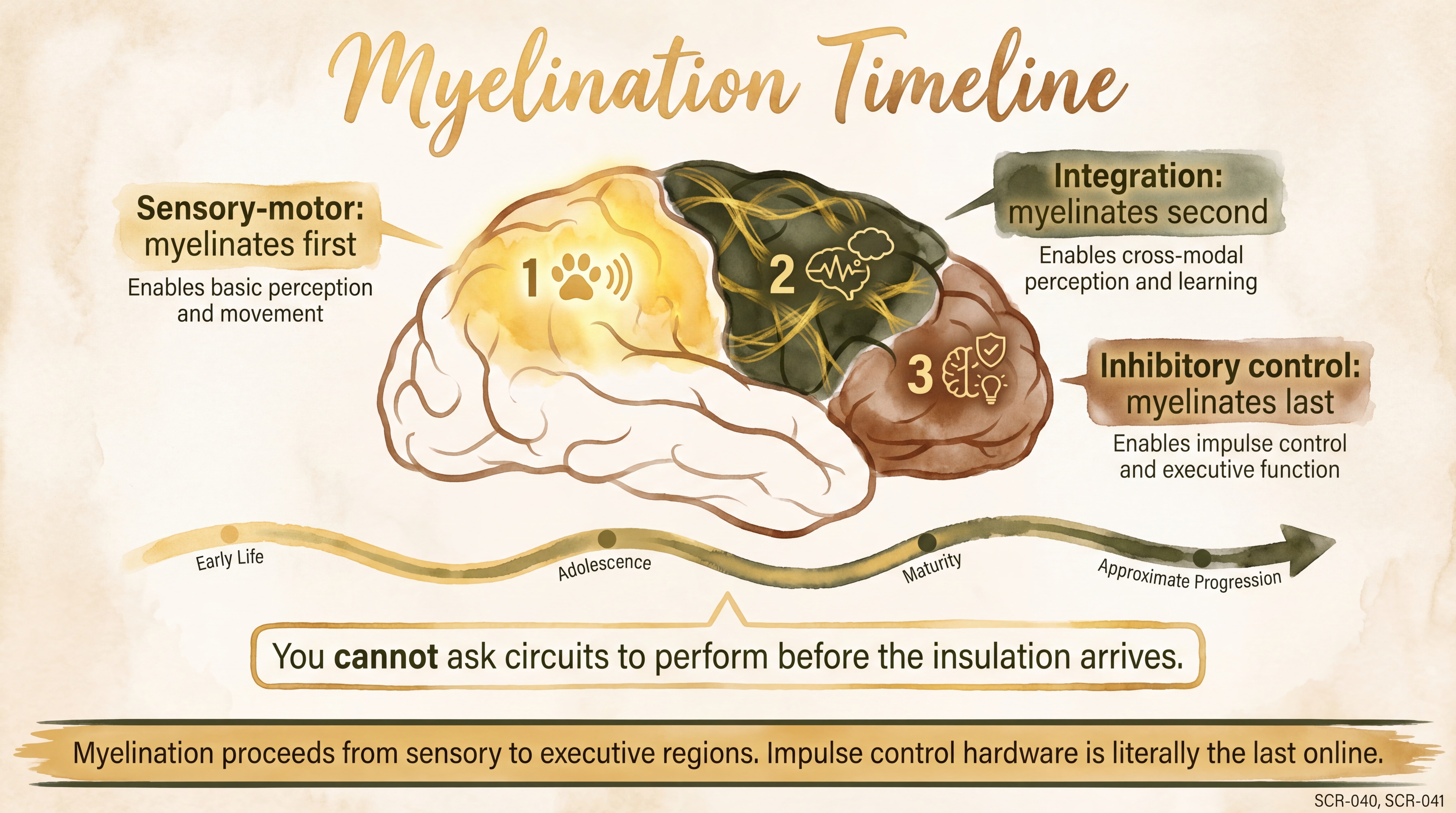 Infographic: Myelination timeline showing sensory-to-executive progression of neural insulation - Just Behaving Wiki