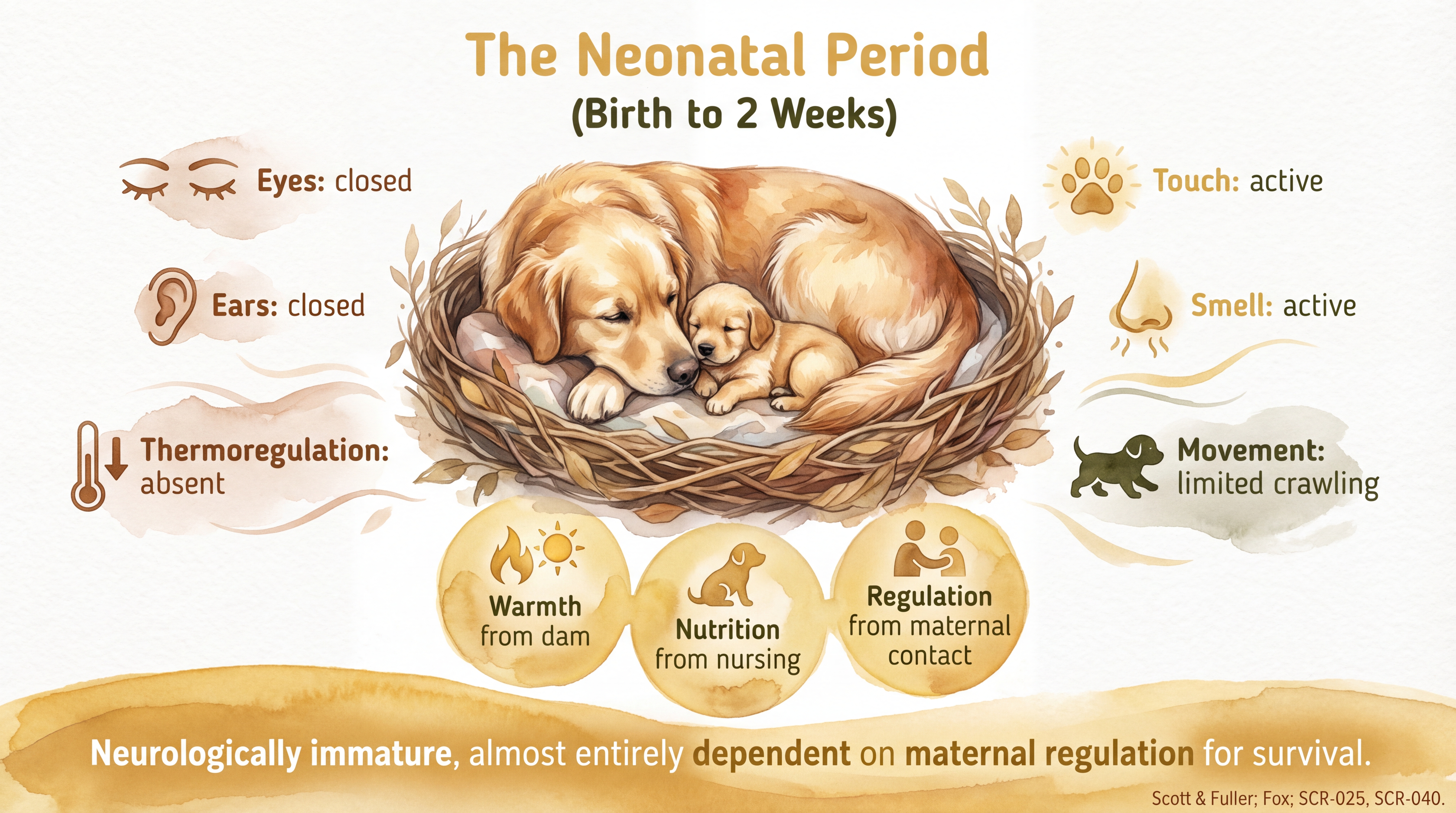 Infographic: Neonatal period showing sensory status and survival dependencies on maternal regulation - Just Behaving Wiki