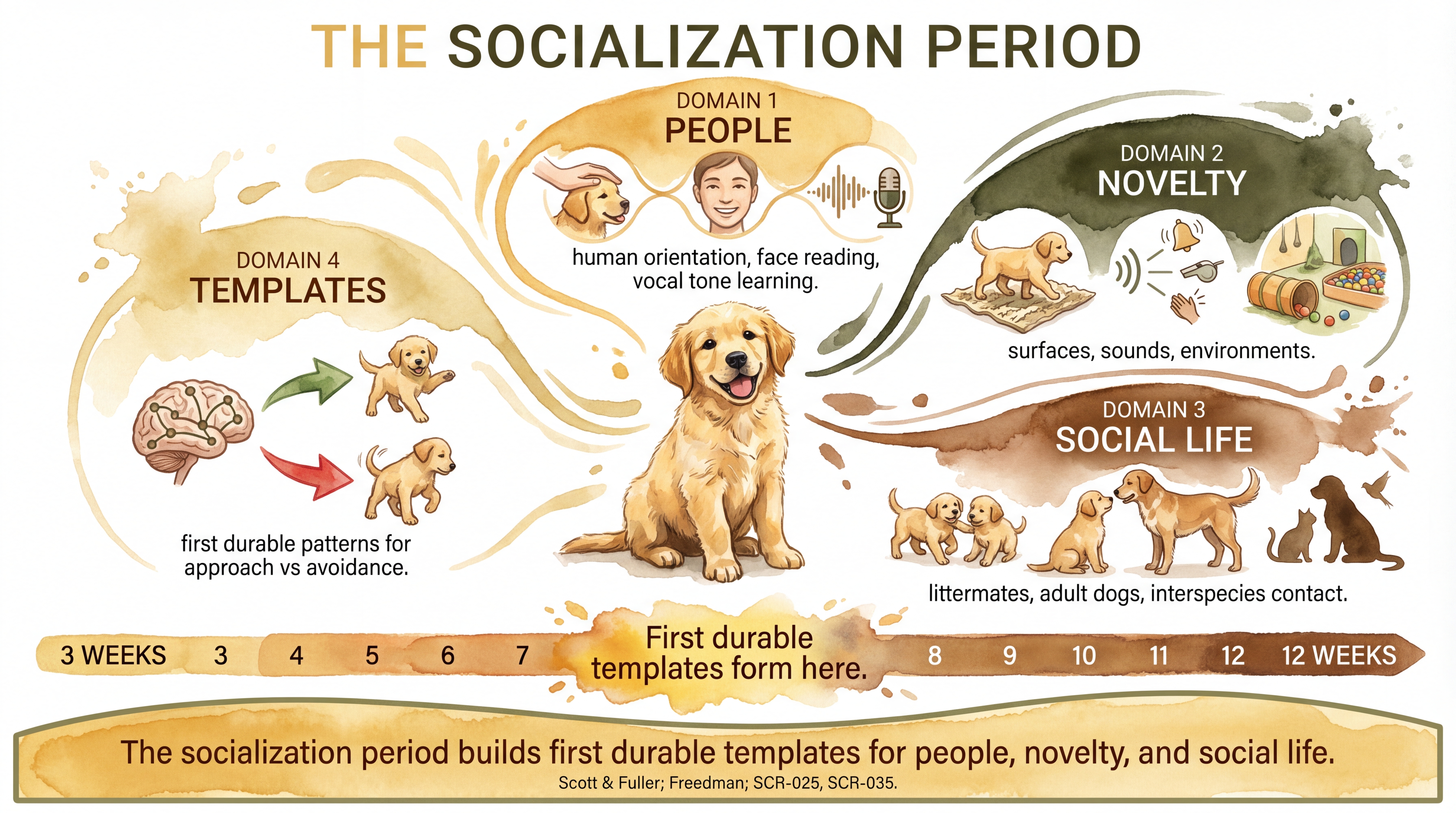 Infographic: Socialization period showing four developmental domains for people, novelty, social life, and templates - Just Behaving Wiki