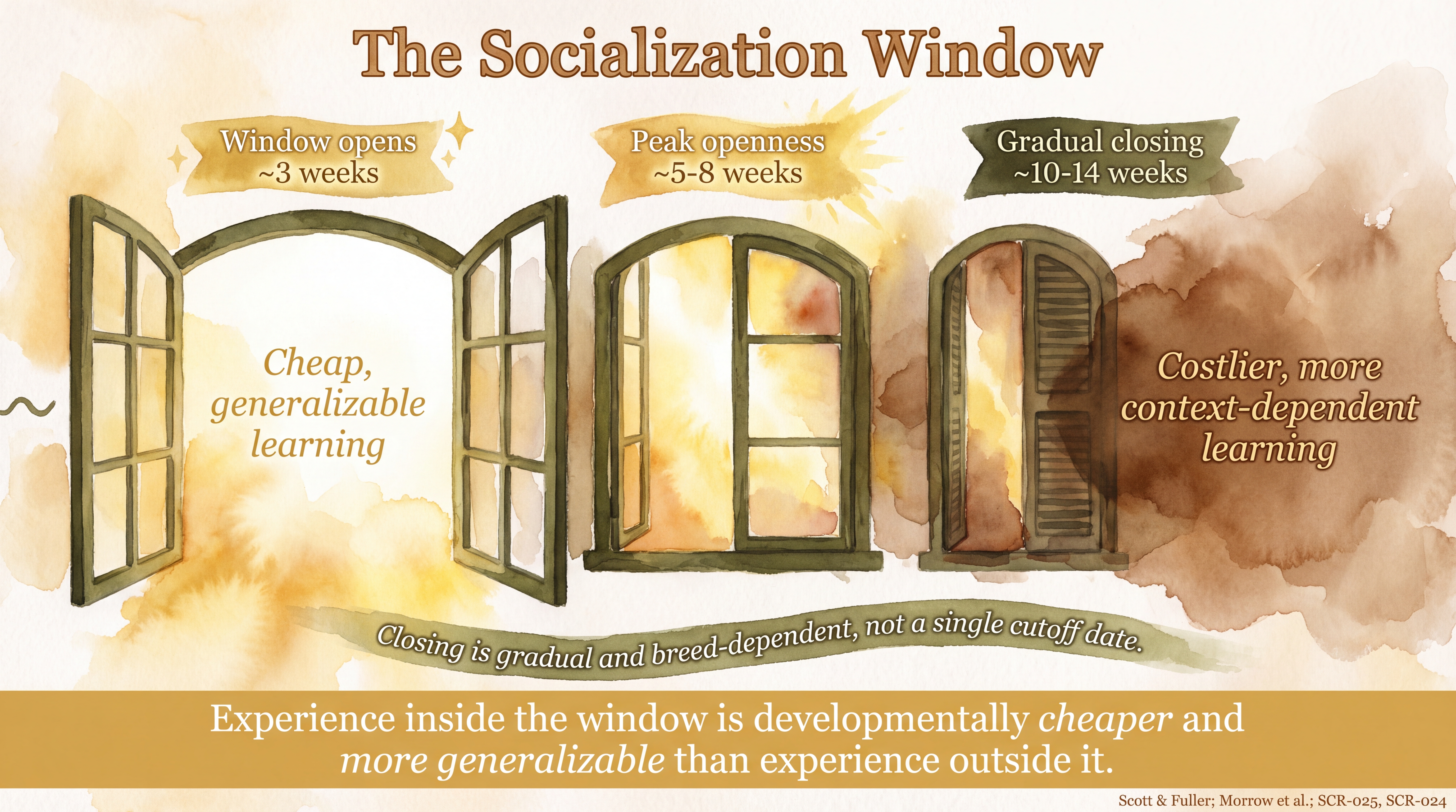 Infographic: Socialization window mechanism showing gradual closing from cheap generalizable to costly context-dependent learning - Just Behaving Wiki