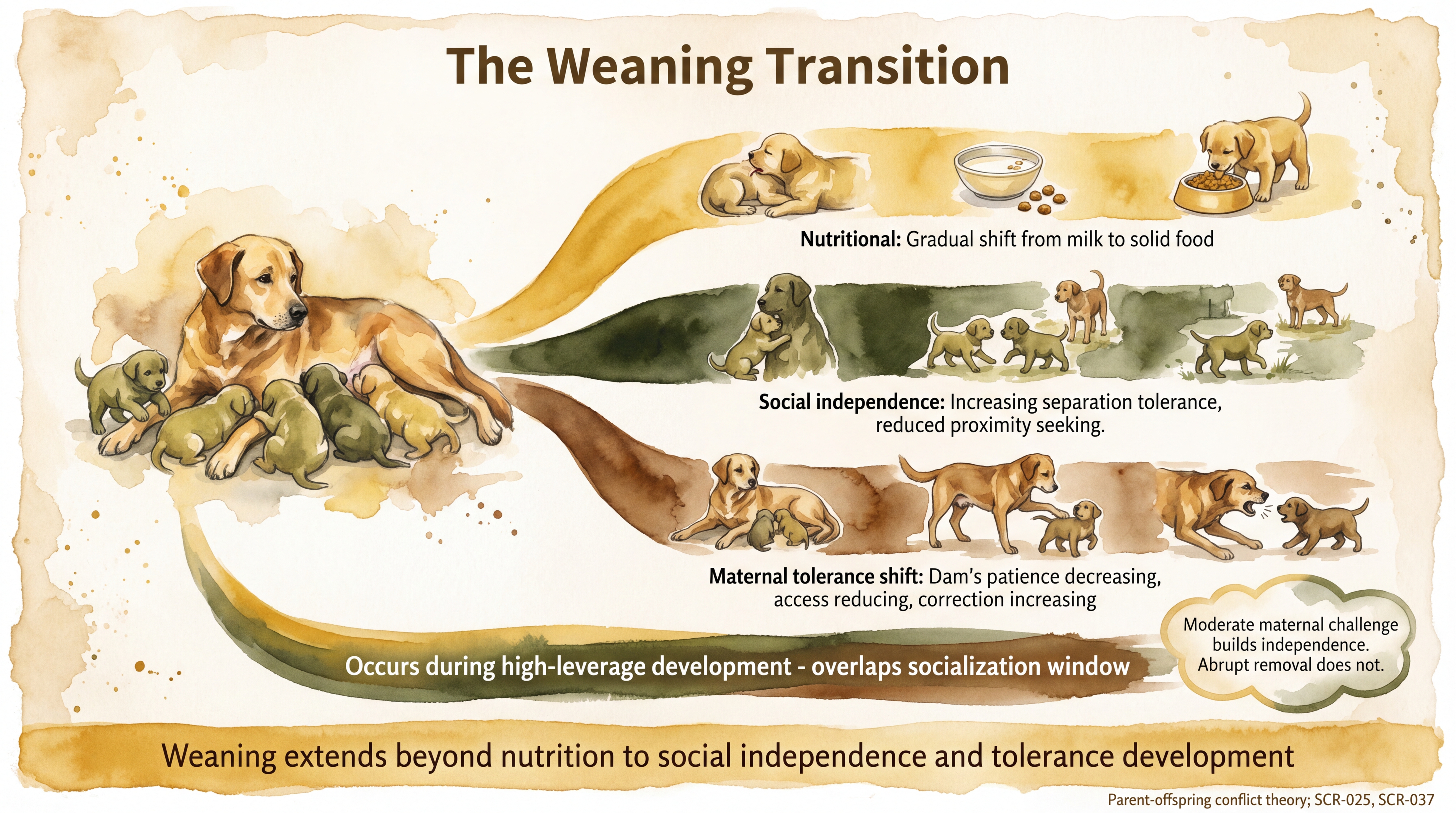 Infographic: Weaning transition showing nutritional, social independence, and maternal tolerance tracks - Just Behaving Wiki
