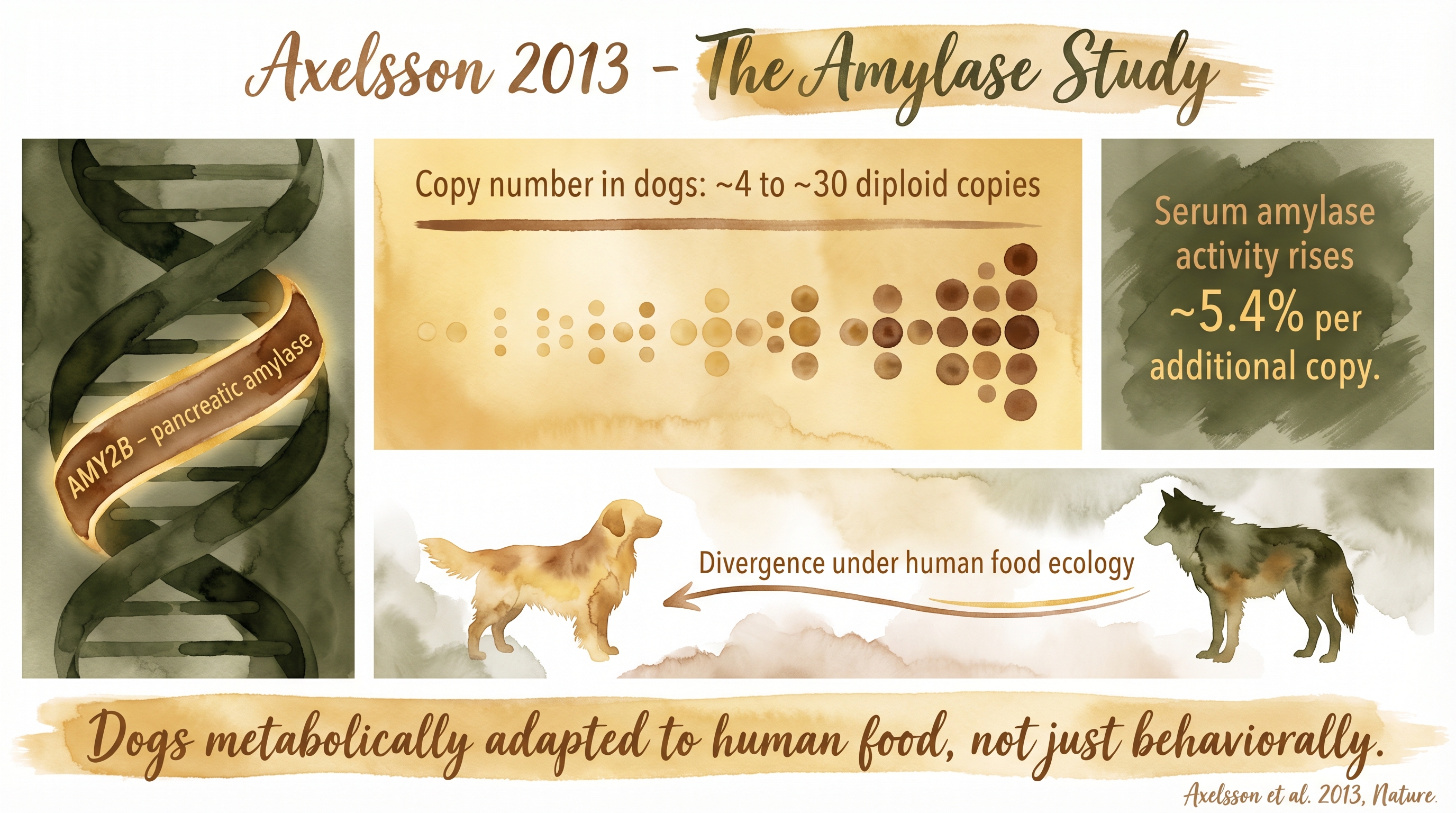 Infographic: Axelsson 2013 amylase study - AMY2B copy number variation in dogs and its role in adaptation to a starch-rich human food ecology - Just Behaving Wiki