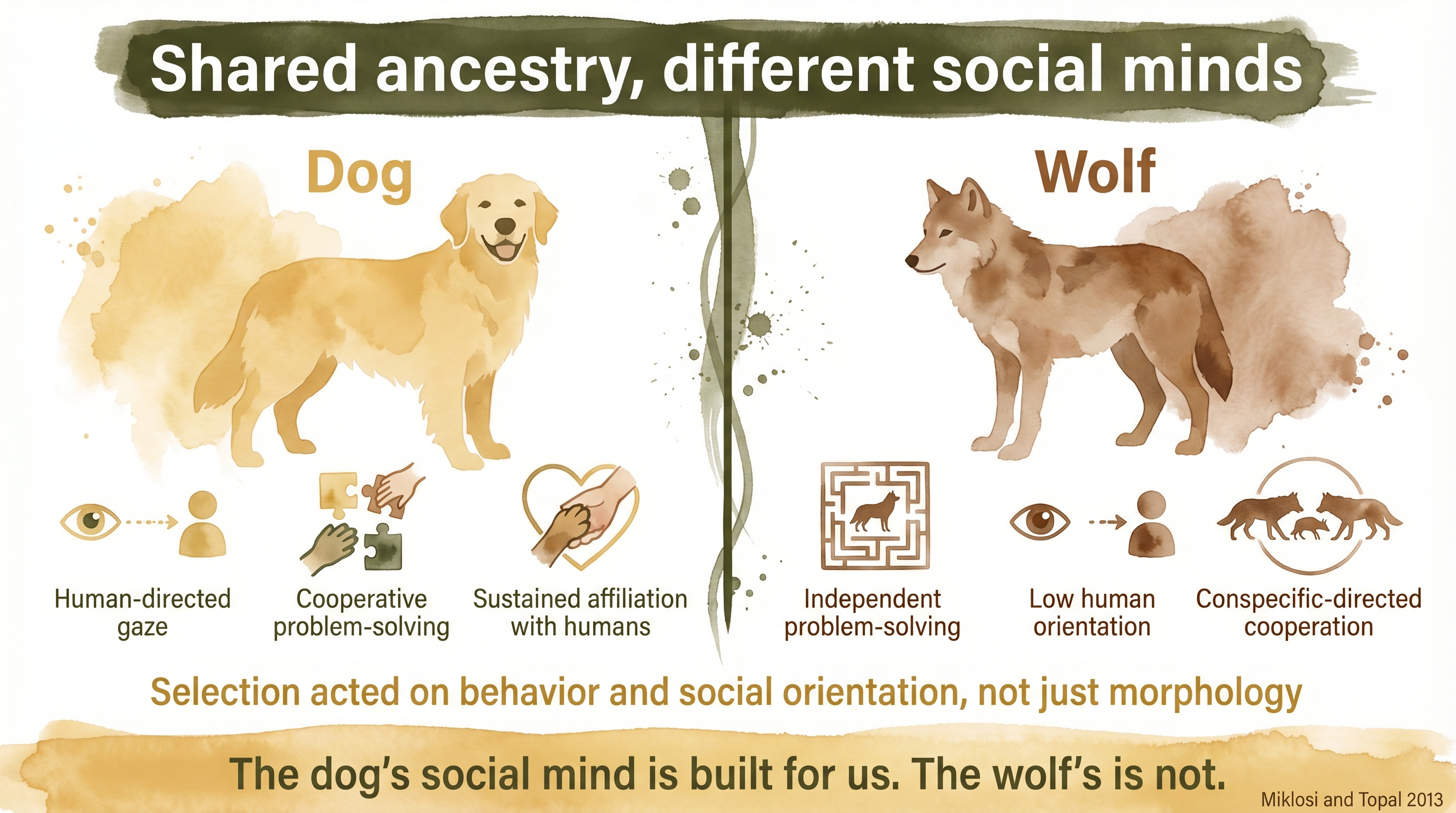 Infographic: Behavioral divergence between dogs and wolves - contrasting human orientation, cooperation, and problem-solving styles from shared ancestry - Just Behaving Wiki