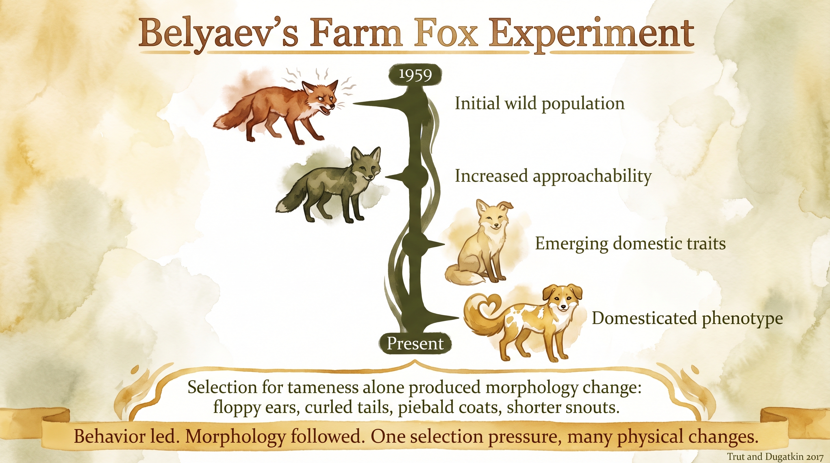 Infographic: Belyaev's farm fox experiment - selection for tameness alone produced floppy ears, curled tails, and piebald coats across generations - Just Behaving Wiki