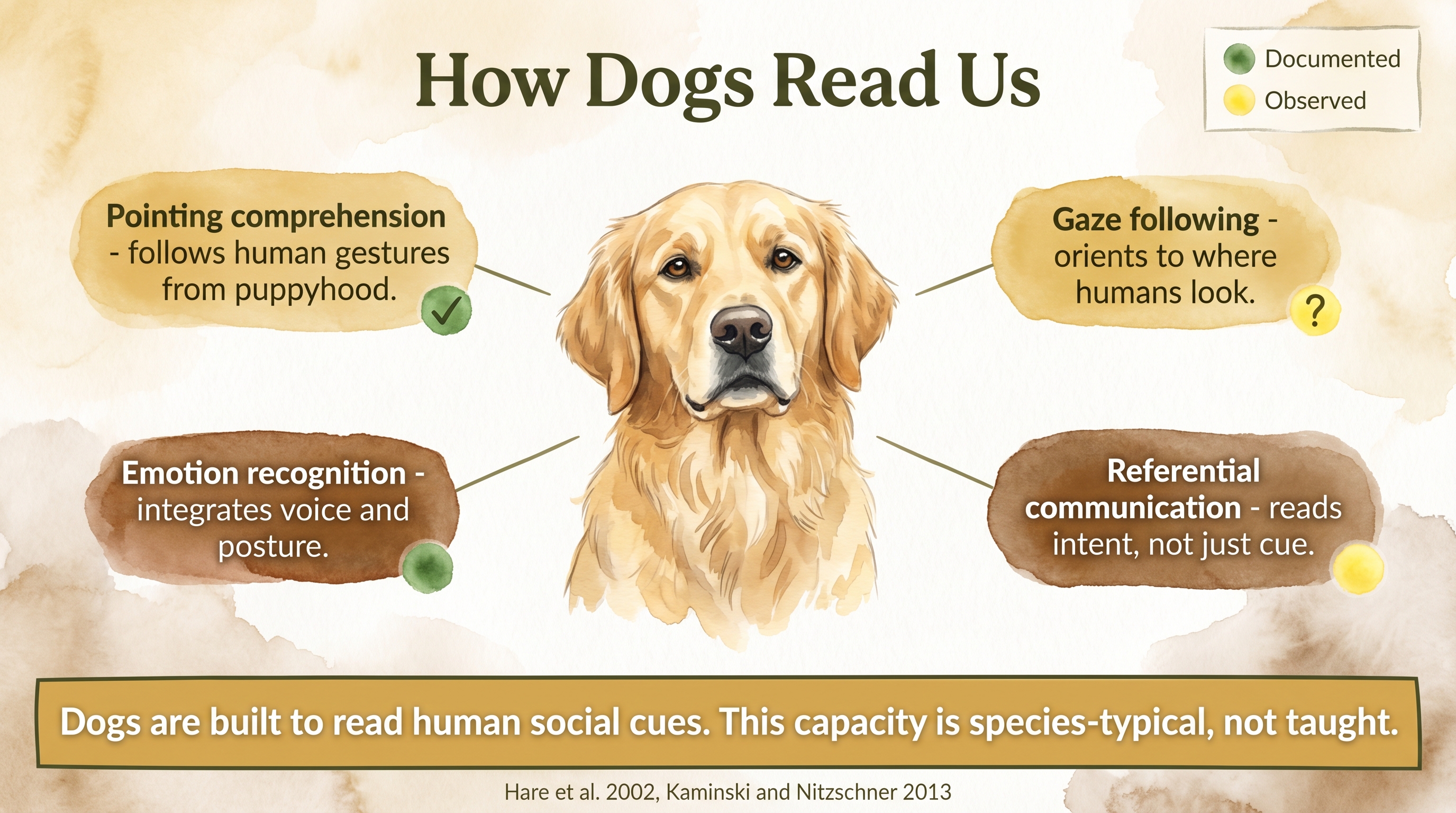 Infographic: Canine social cognition overview - pointing comprehension, gaze following, emotion recognition, and referential communication in dogs - Just Behaving Wiki