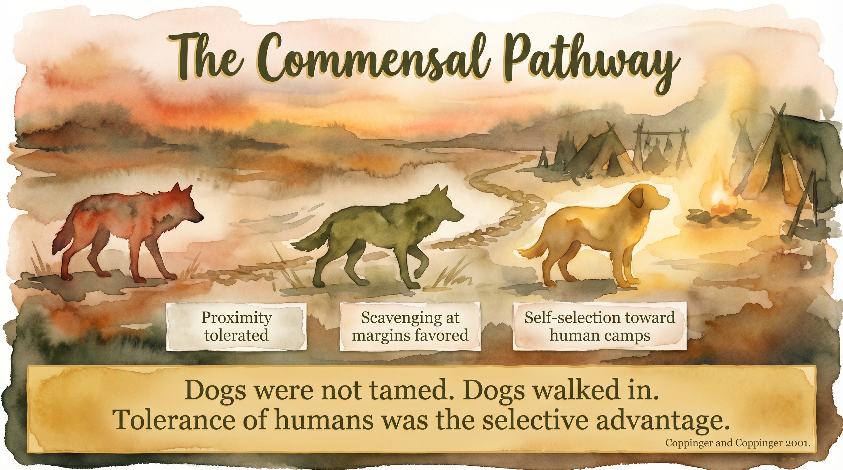Infographic: The commensal pathway hypothesis - proto-canids self-selecting for tolerance at paleolithic human camp margins - Just Behaving Wiki