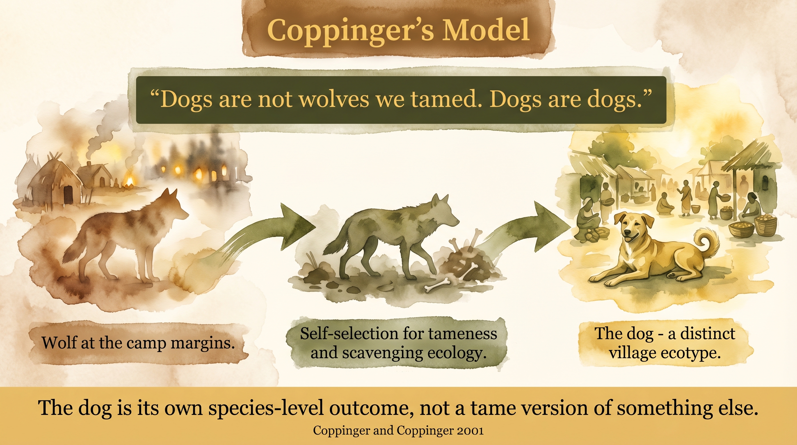Infographic: Coppinger's model of the dog - the village ecotype emerging from self-selection at human settlements, not from tamed wolves - Just Behaving Wiki