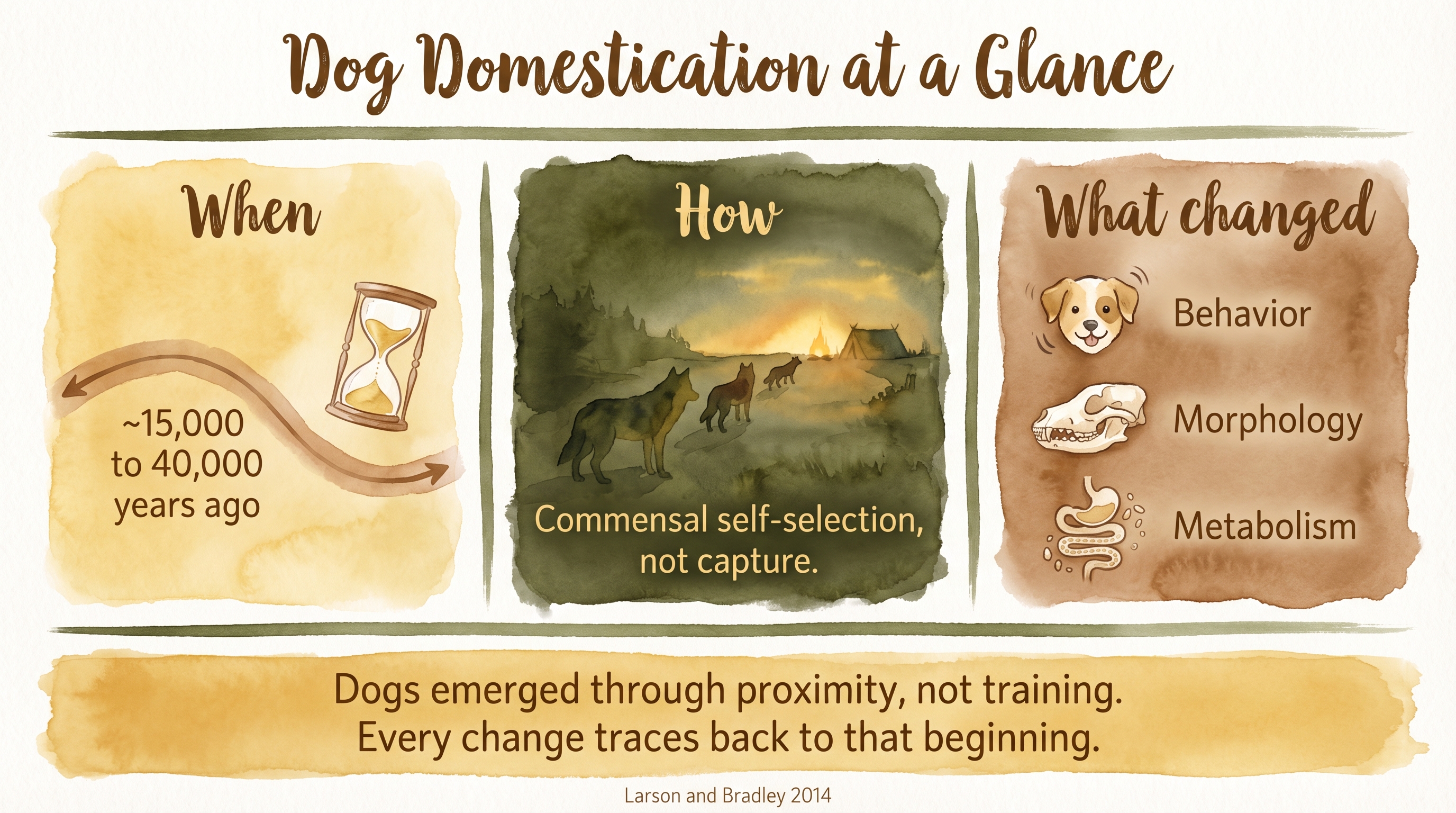 Infographic: Dog domestication and the Five Pillars - the selection pressures that shaped the dog align with the pillars of calm, steady family raising - Just Behaving Wiki