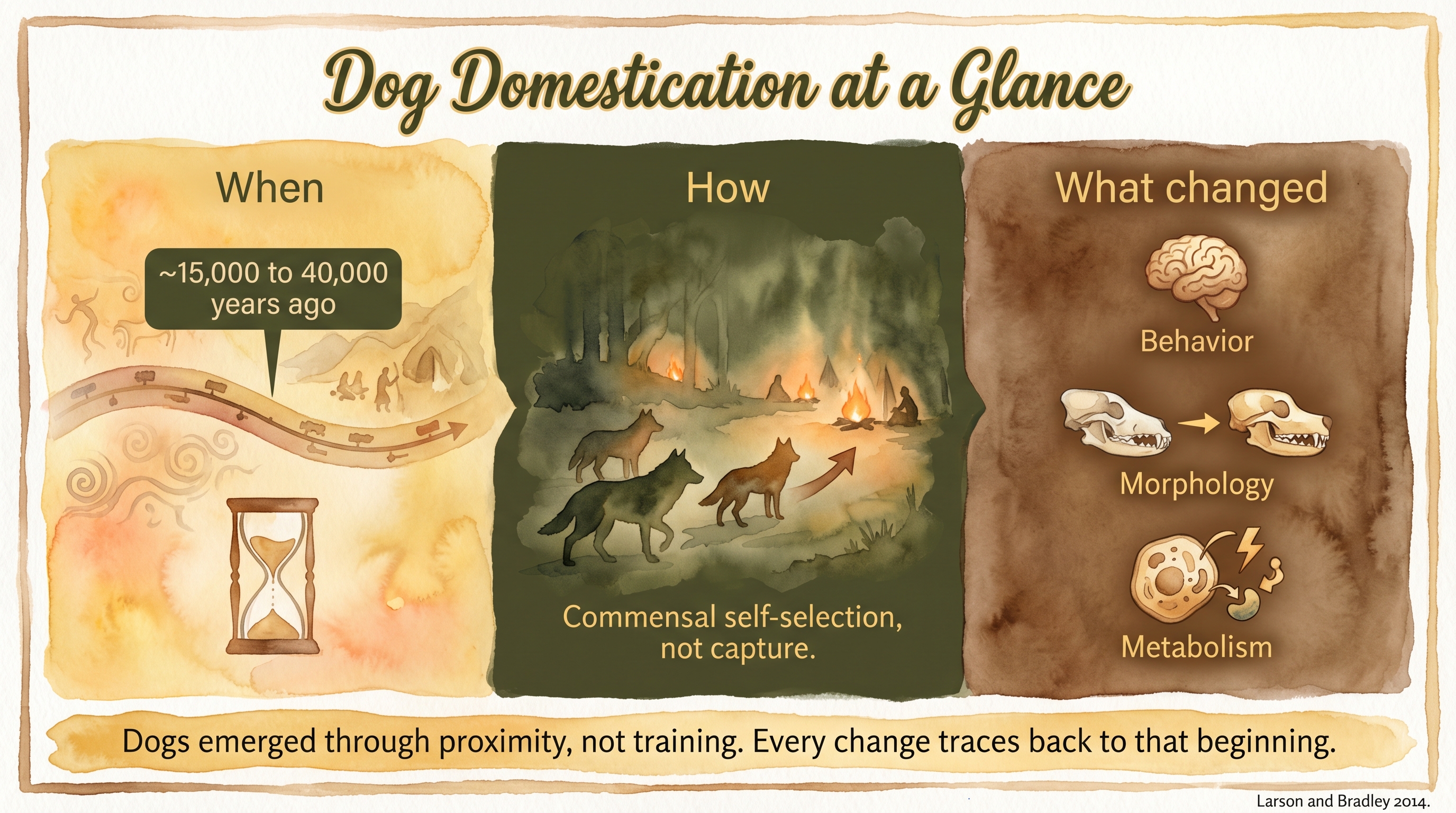 Infographic: Dog domestication overview - when it happened, how it happened through commensal self-selection, and what changed in behavior, morphology, and metabolism - Just Behaving Wiki