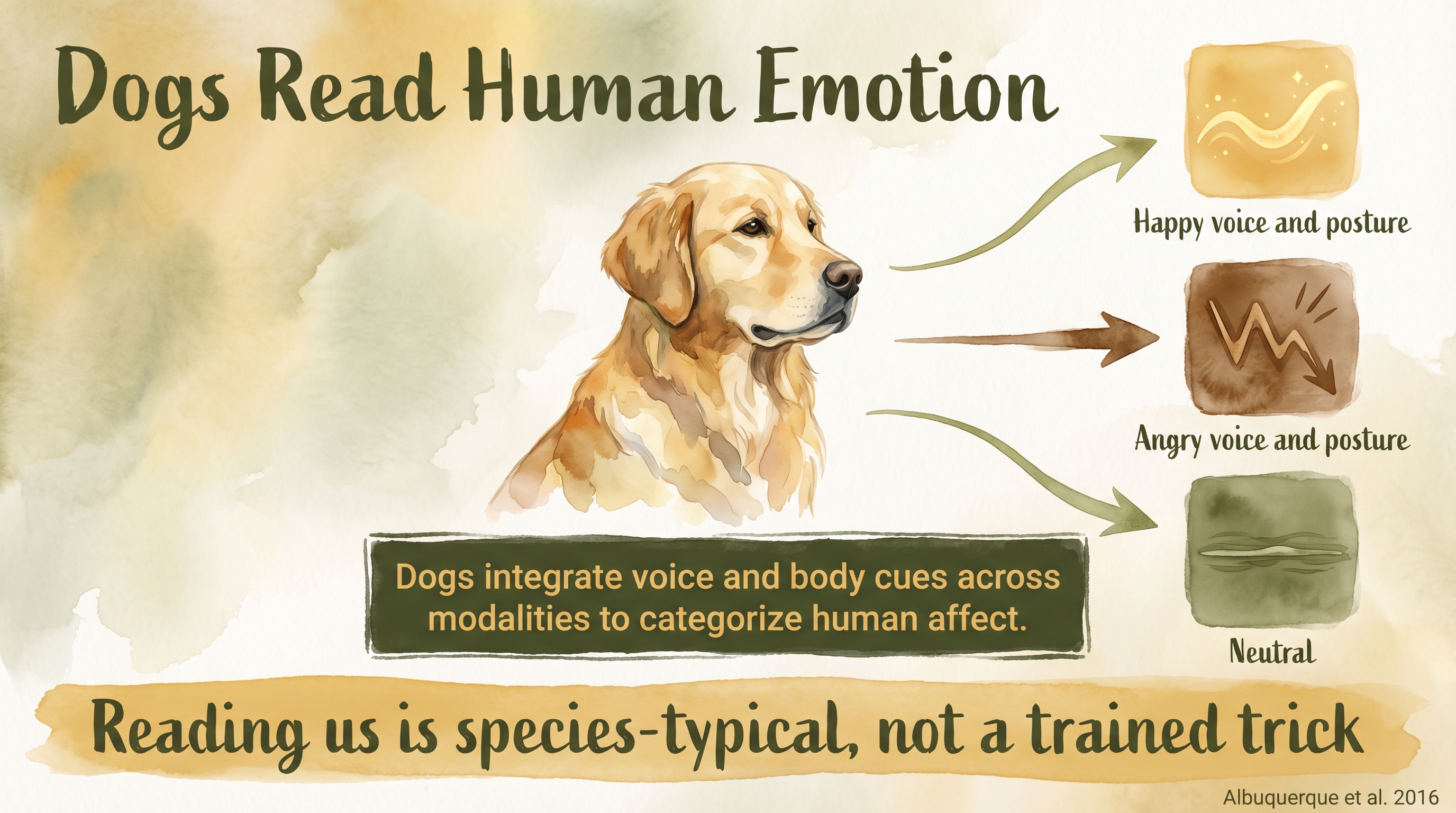 Infographic: Dog-human emotion recognition - dogs integrate voice and body cues across modalities to categorize human affect - Just Behaving Wiki